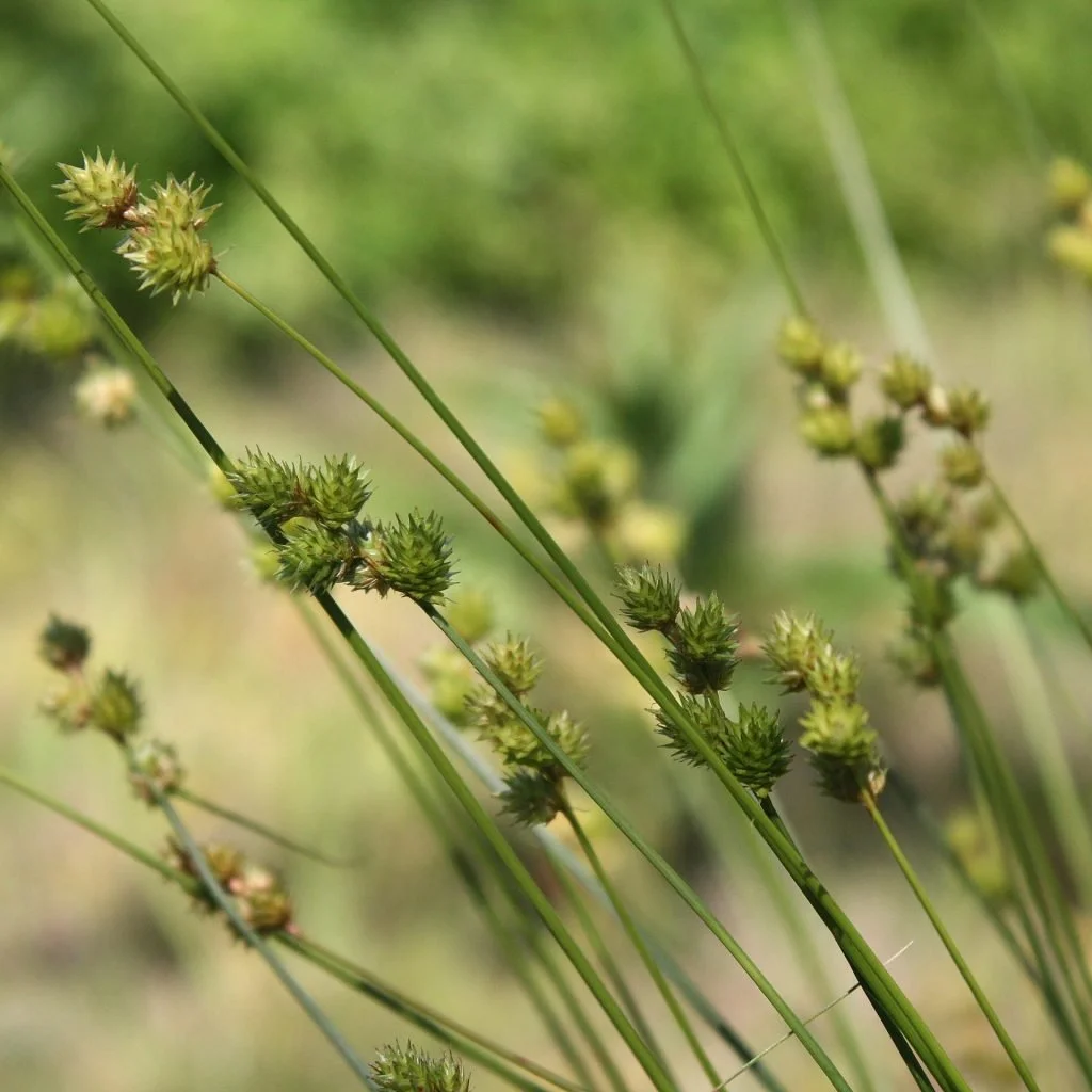 close up of short-beaked sedge flowers and stems