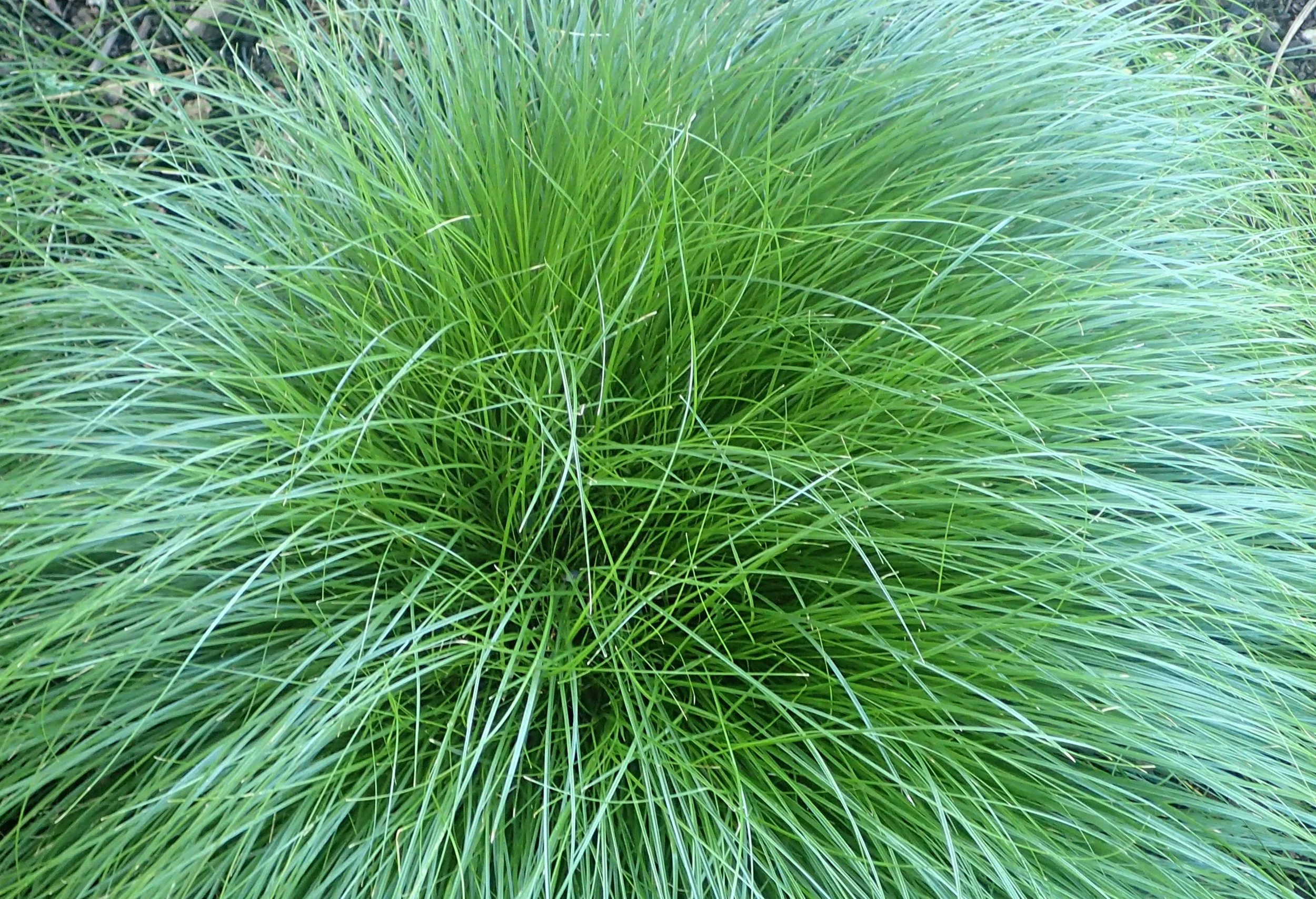 Five Great Native Sedges for Your Garden