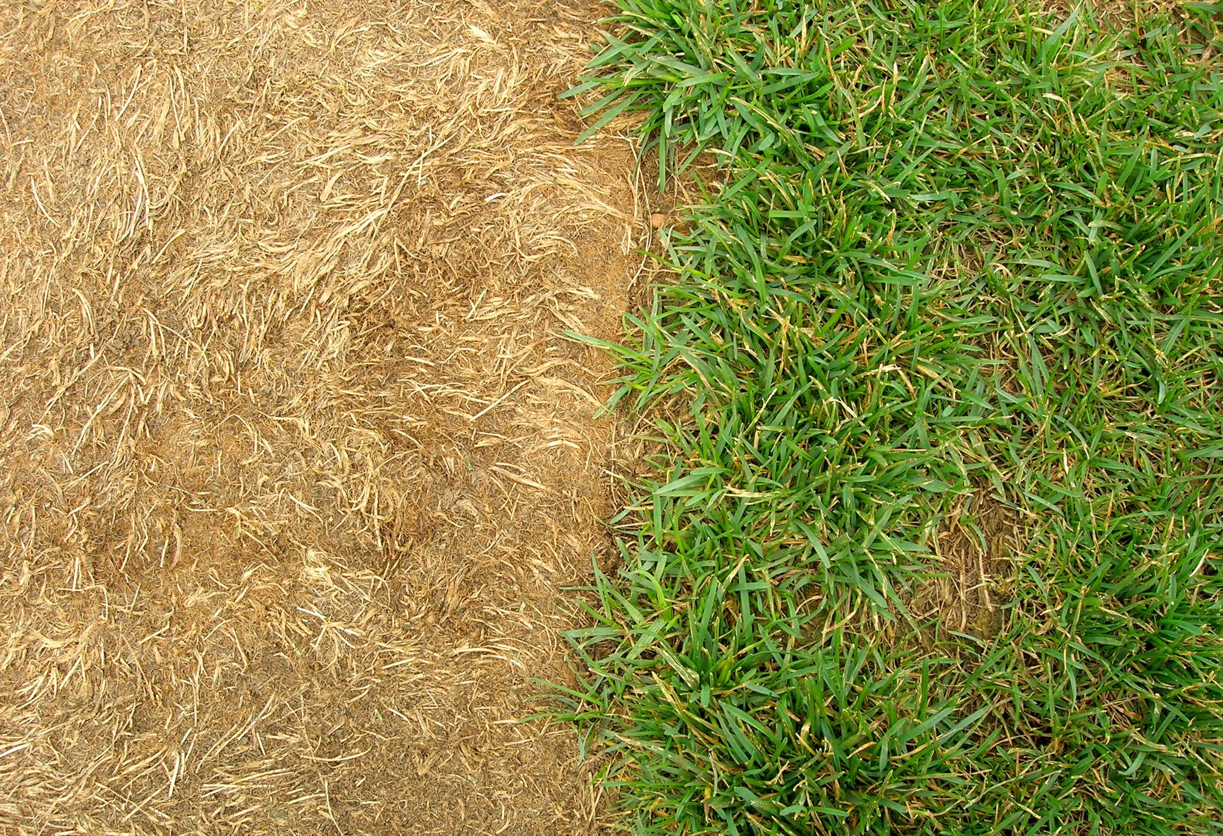 overhead photo with dead grass on the left and green grass on the right