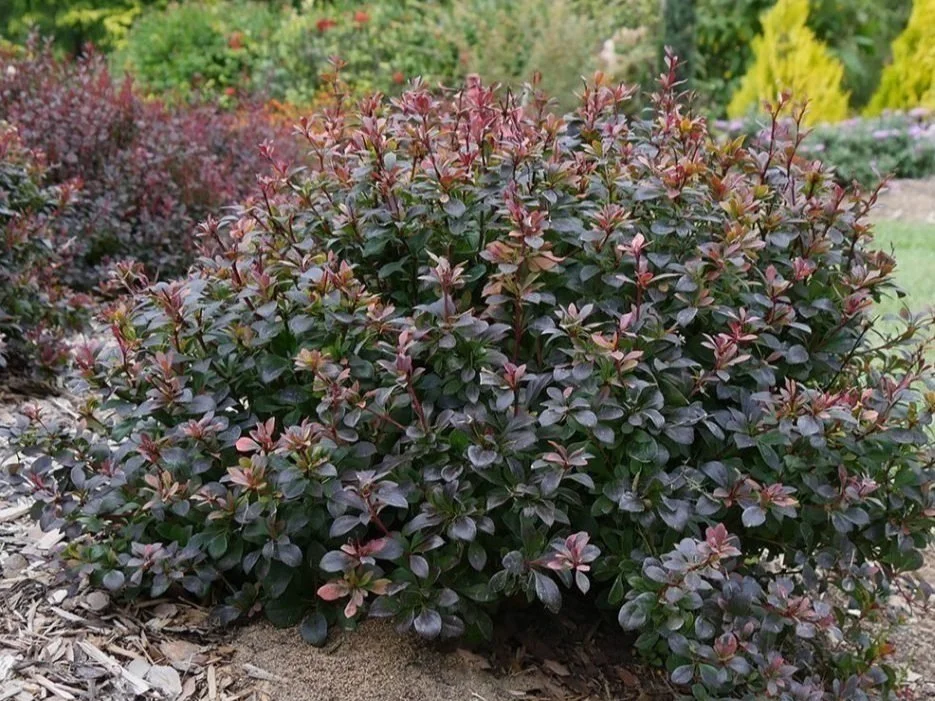 apanese Barberry, Berberis thunbergii Invasive Plants Chicago Illinois