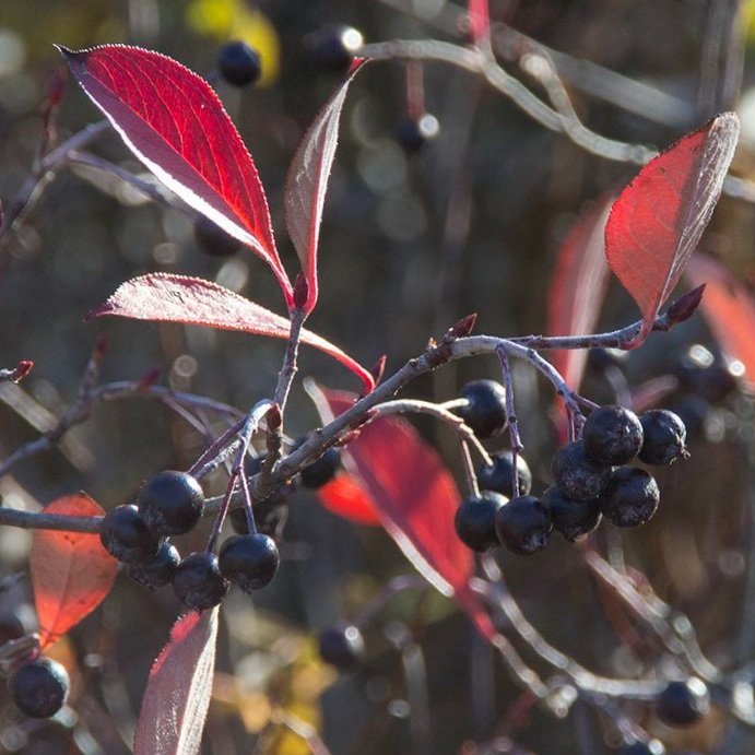 Native Plants Chicago Illinois Winterberry, Ilex verticillata