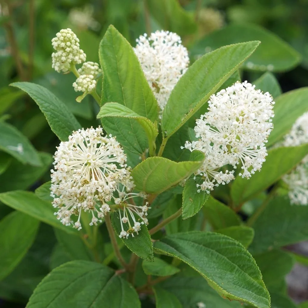 Native Plants Chicago Illinois New Jersey Tea, Ceanothus americanus