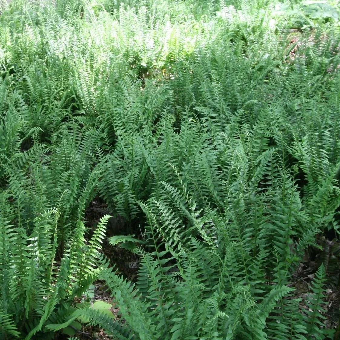 Native Plants Chicago Illinois Christmas fern Polystichum acrostichoides