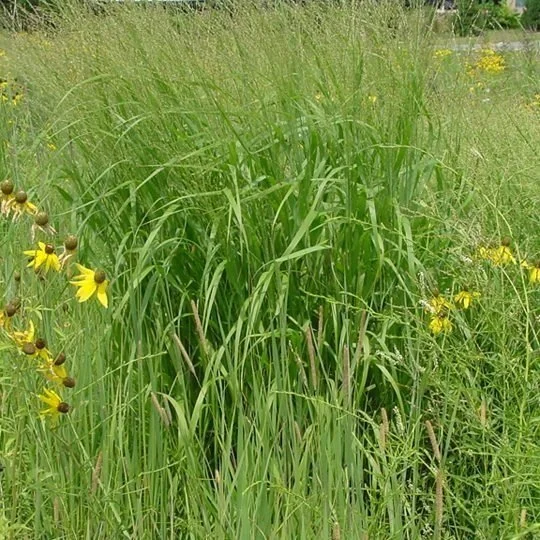 Native Plants Chicago Illinois Switchgrass, Panicum virgatum