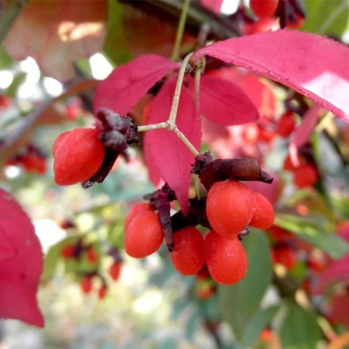 Native Plant Alternatives: Beautiful Solutions to the Biodiversity Crisis