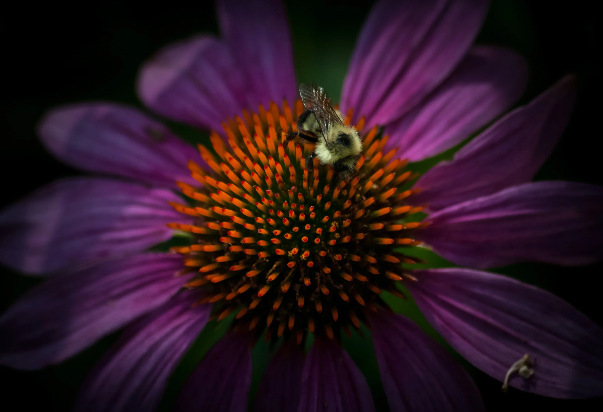 a close up of a bumblebee on purple conflower