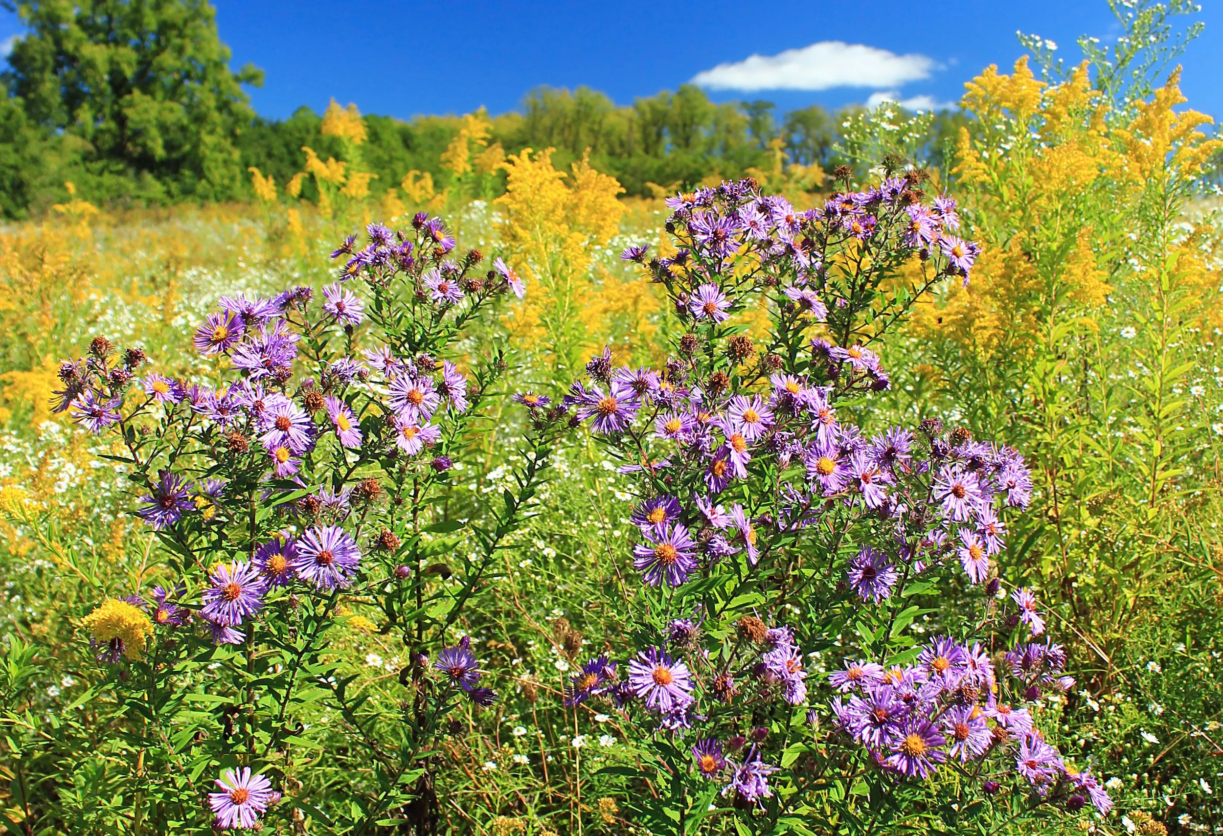 a field of flowers with asters and goldenrods in bloom, trees and a blue sky in the background