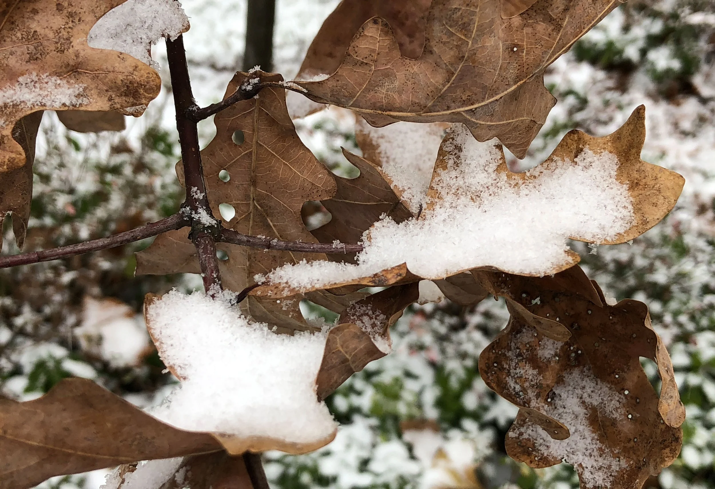 brown oak leaves covered in snow