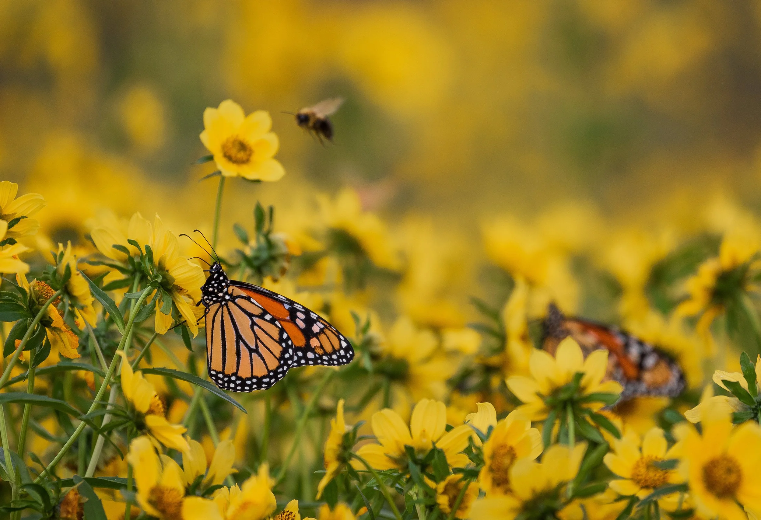 monarchs and bees feeding on nodding beggarticks
