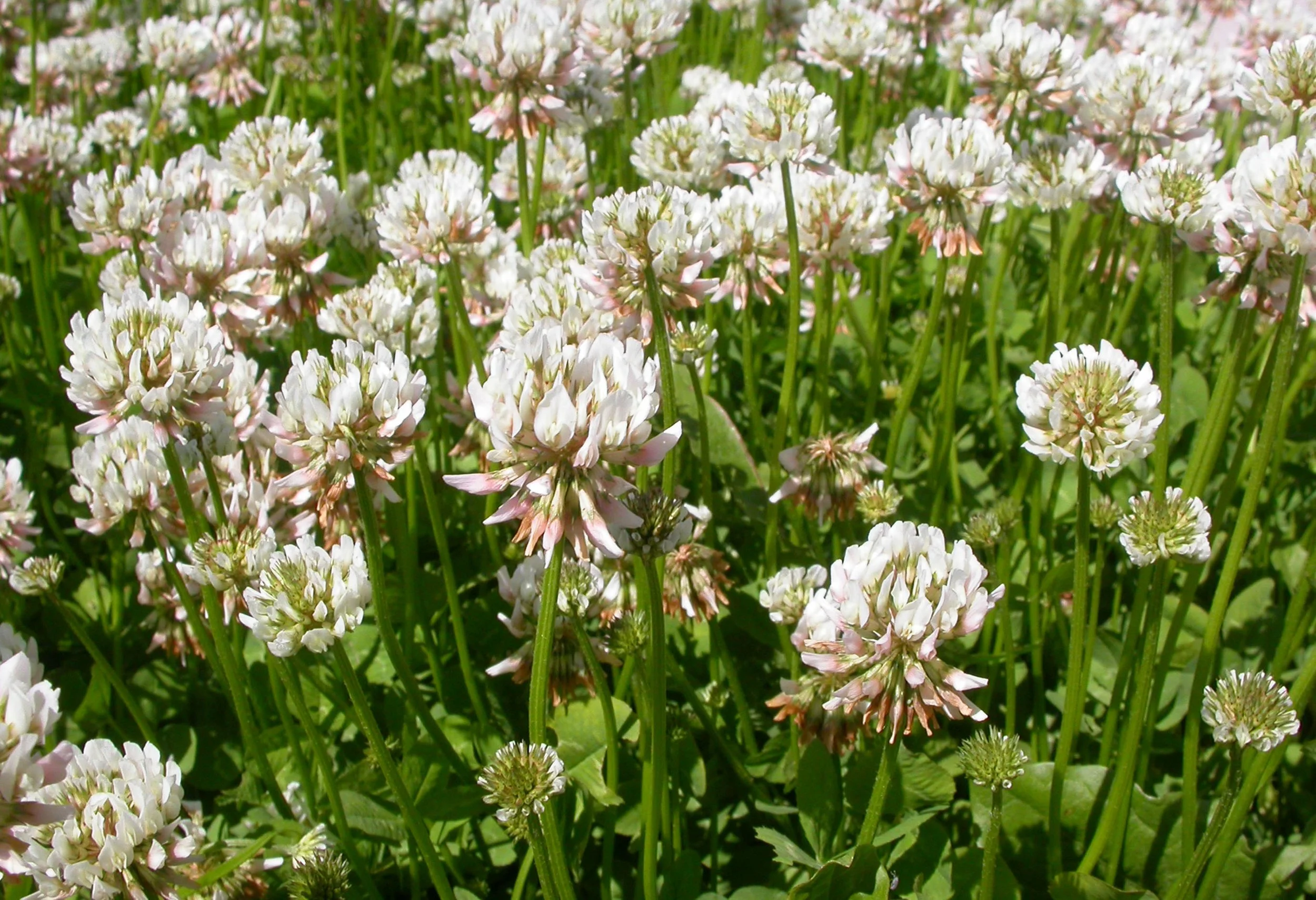 a patch of white clover in bloom