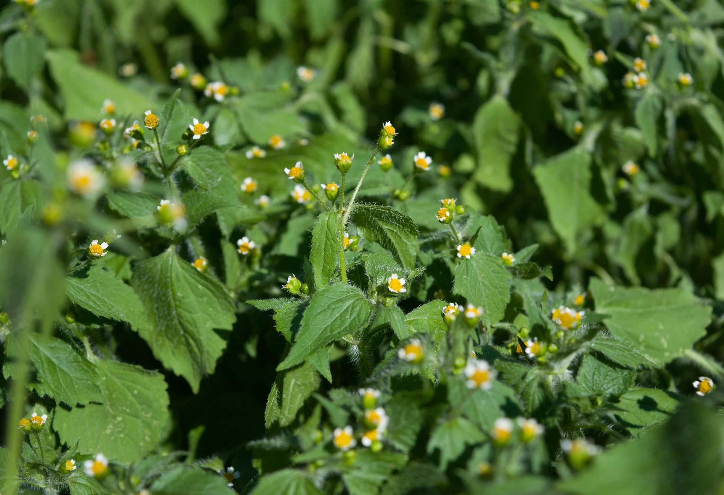 a patch of hairy galinsoga with small white and yellow flowers with hairy serrated leaves