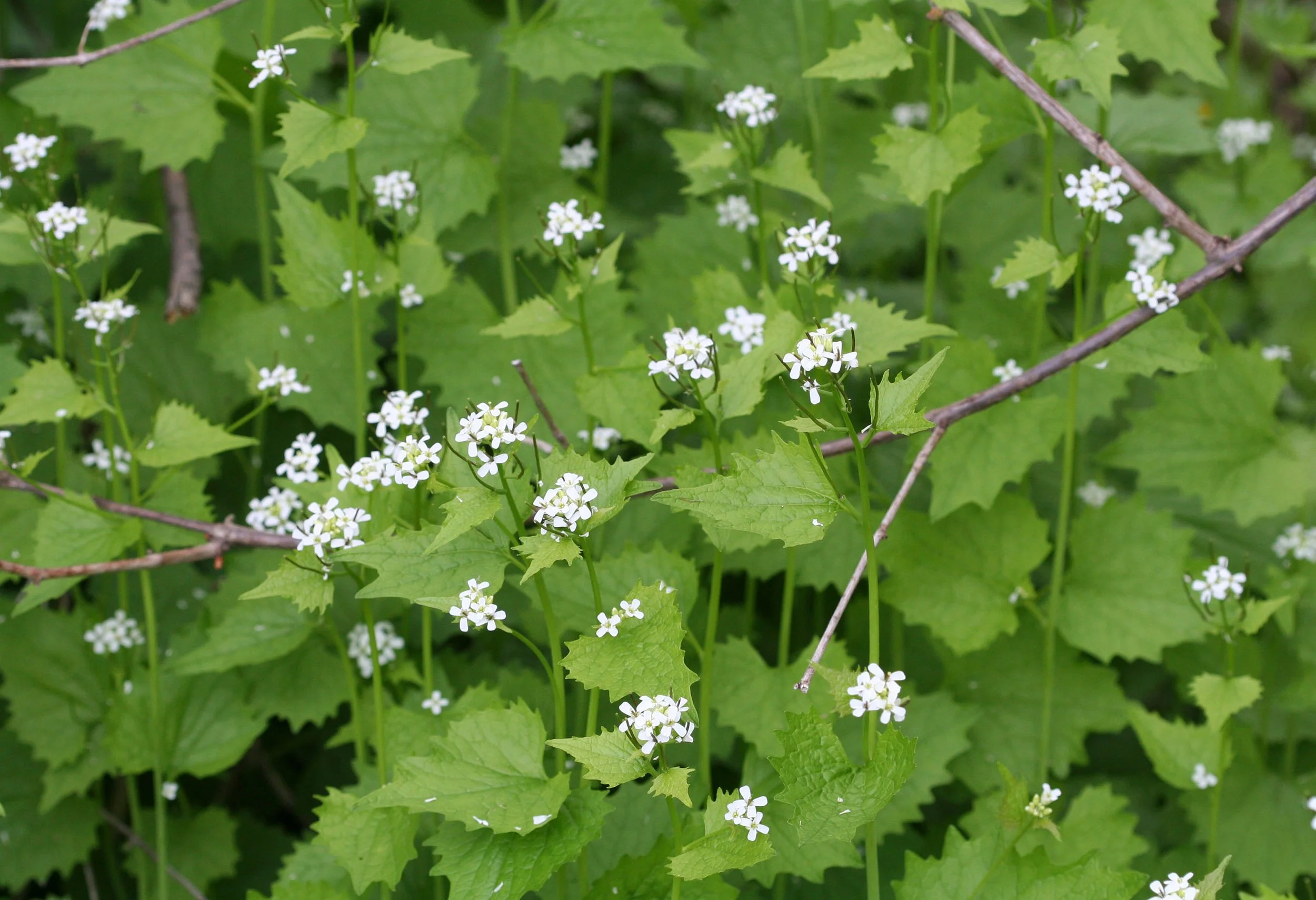 a patch of garlic mustard with small white four-petaled flowers and broad serrated leaves