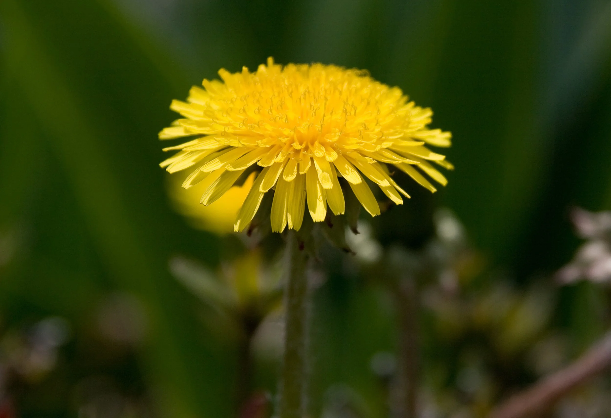 What is a Weed?