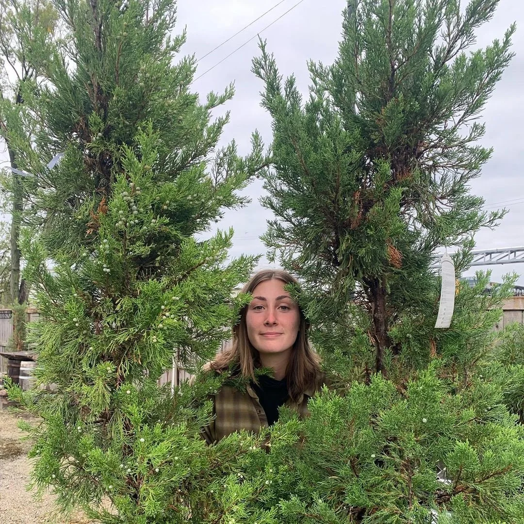A woman standing outdoors behind pine trees, with her face visible through the branches at tallgrass garden formerly christy webber farm & garden