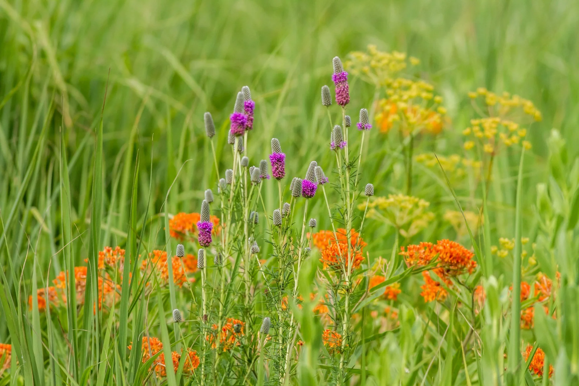 A meadow with tall green grass, featuring purple, orange, and yellow wildflowers.