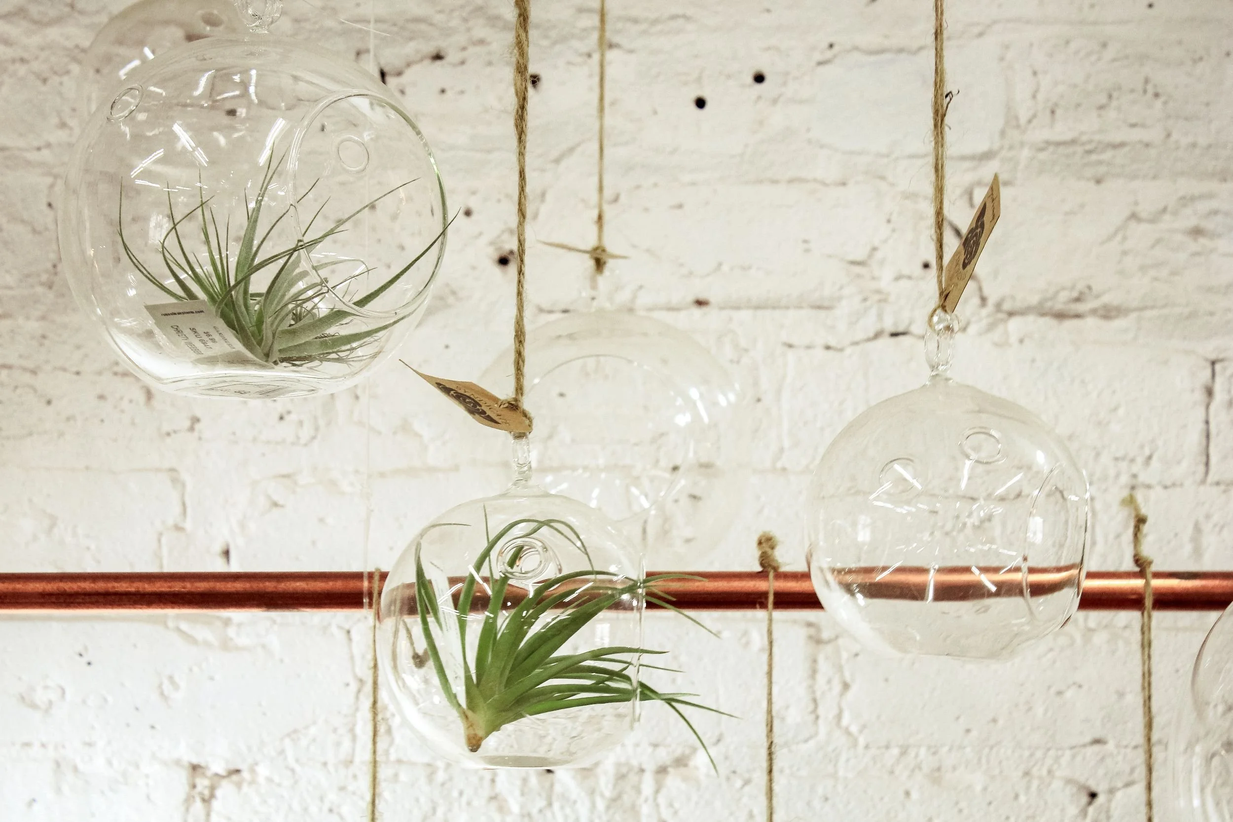Three hanging glass terrariums with air plants, suspended by ropes against a white brick wall.