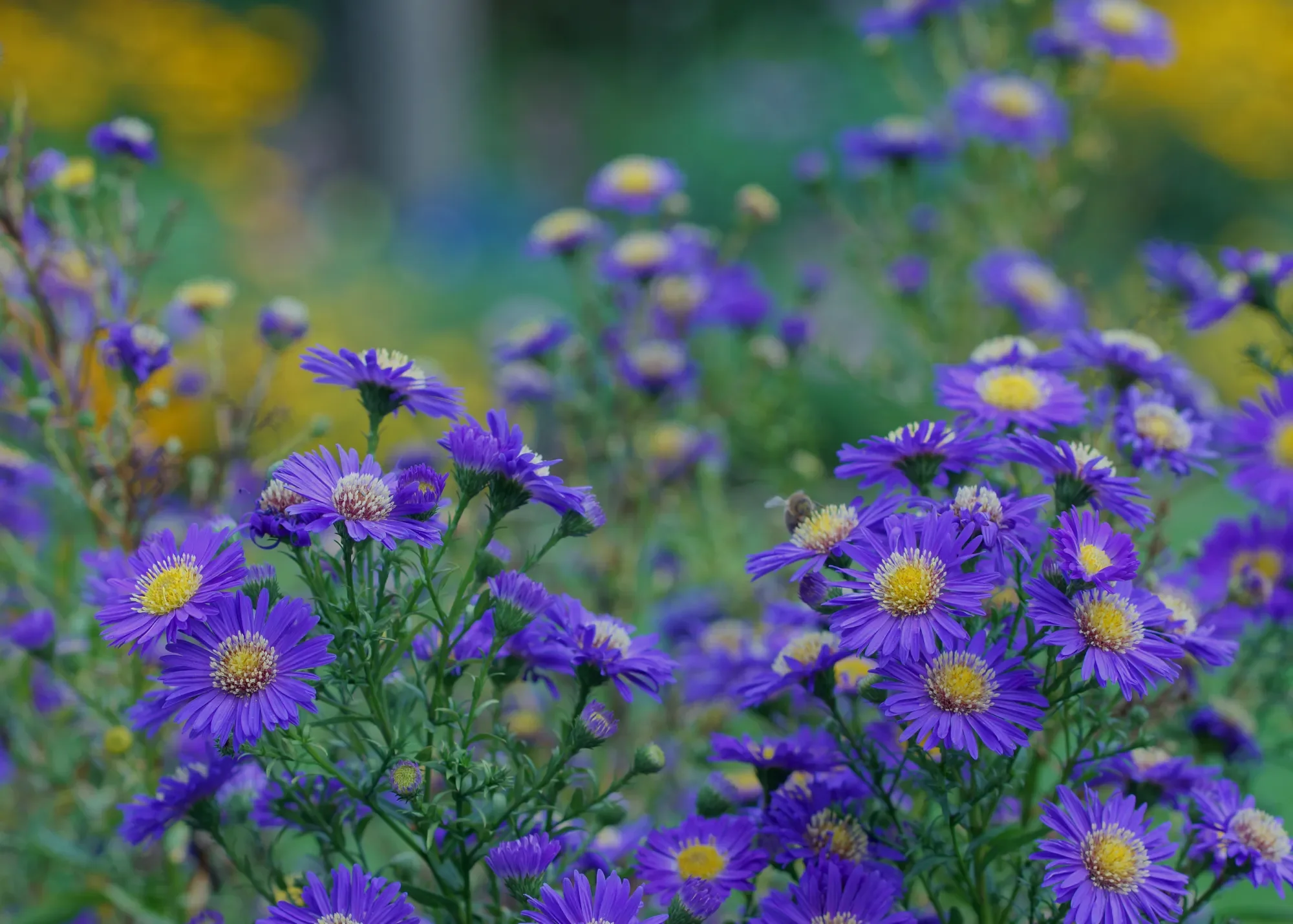 Close-up of purple daisies with yellow centers, blooming in a garden, with a blurred background of greenery and more flowers.