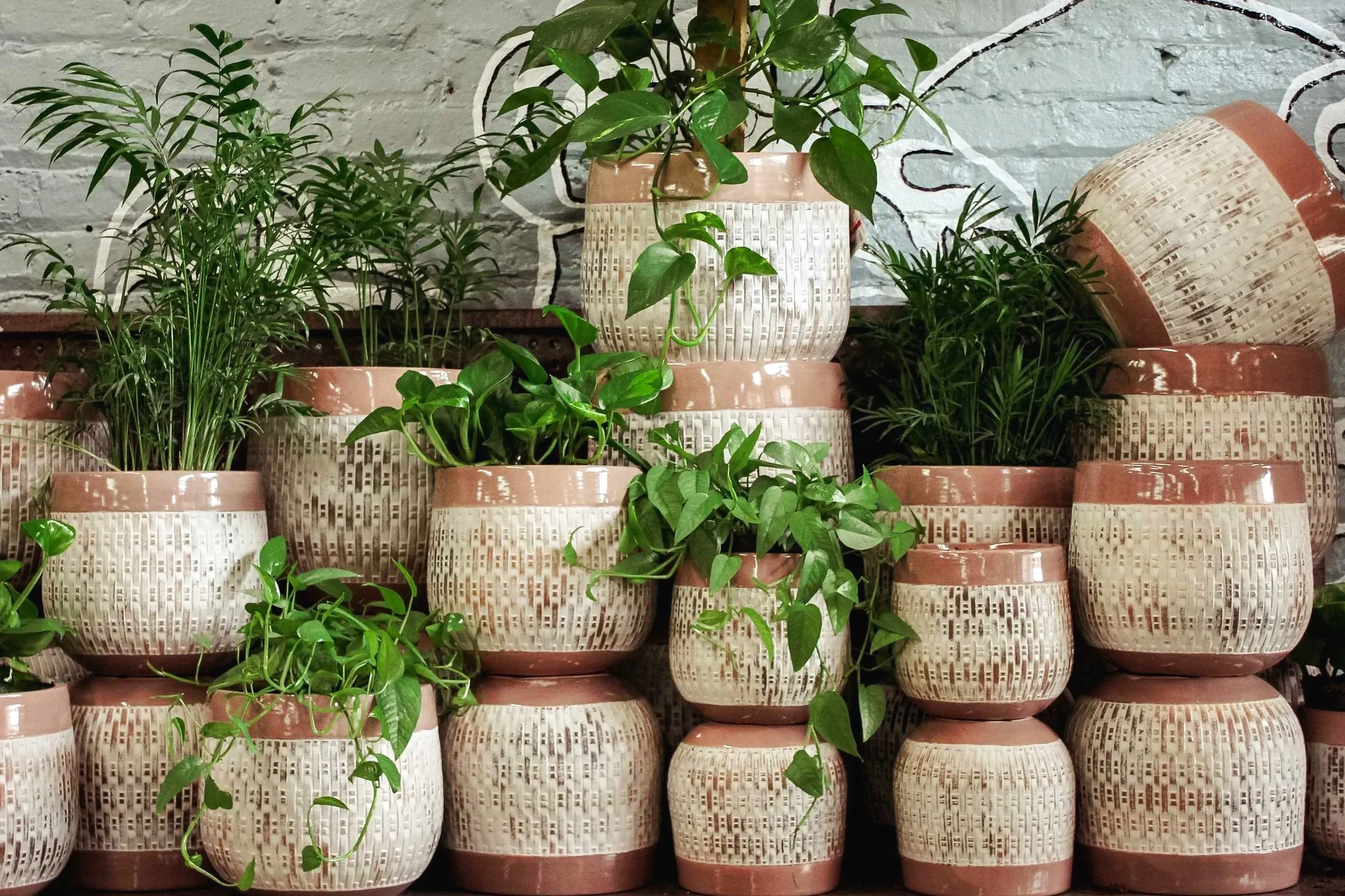 Several small to large decorative ceramic planters with green plants, placed in front of a white brick wall at tallgrass garden formerly christy webber farm & garden