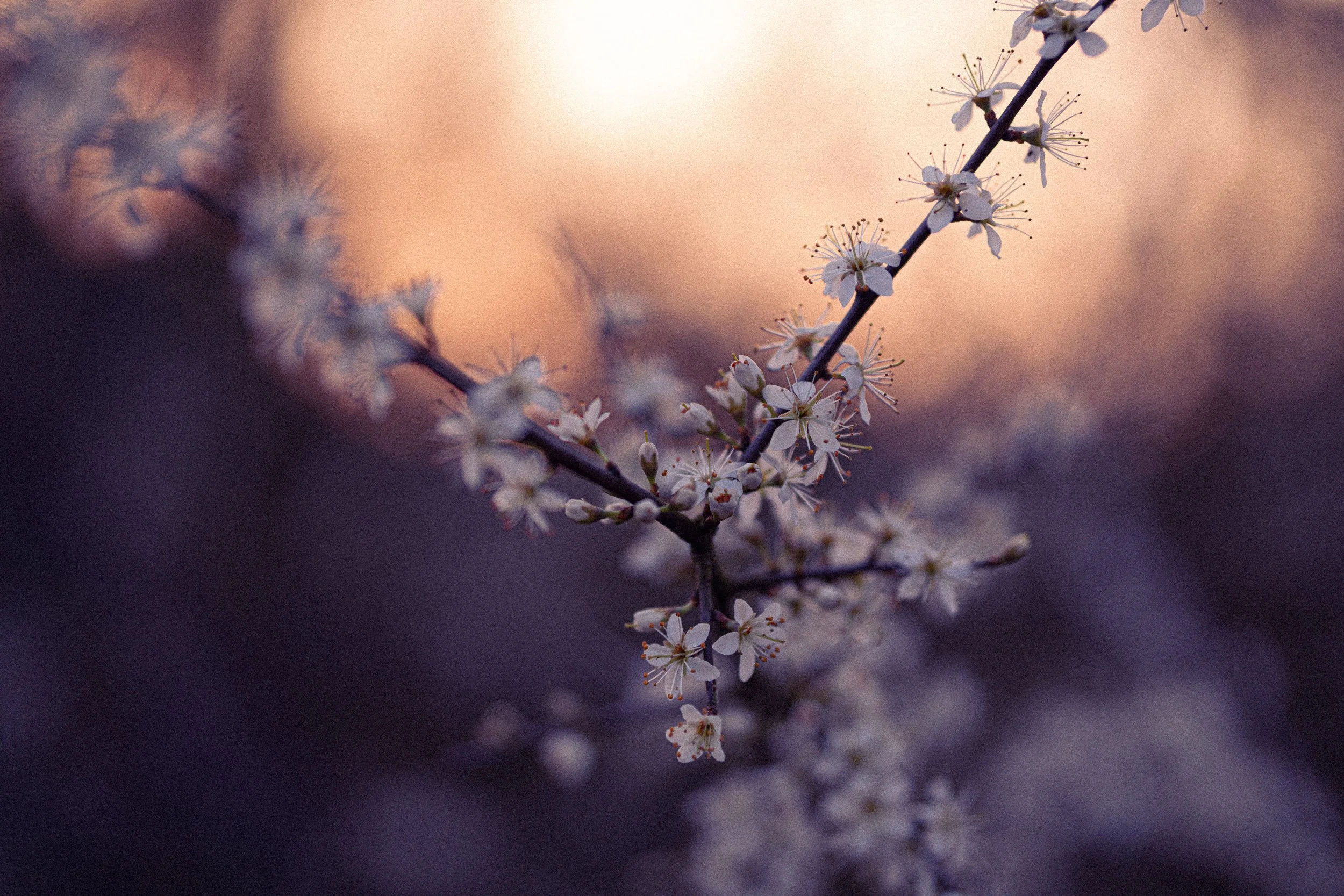 _DSC2776.jpeg