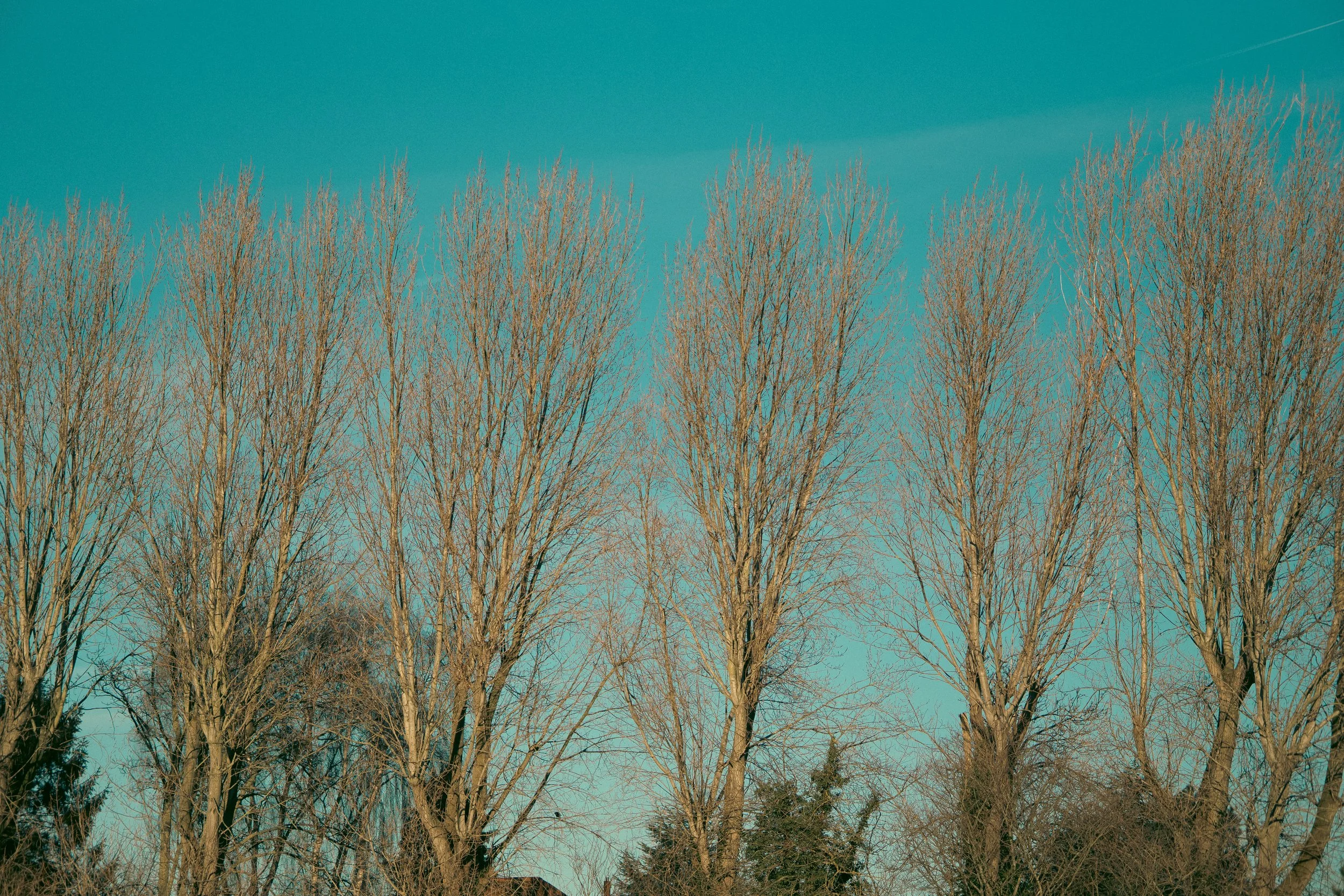 _DSC7849.jpeg
