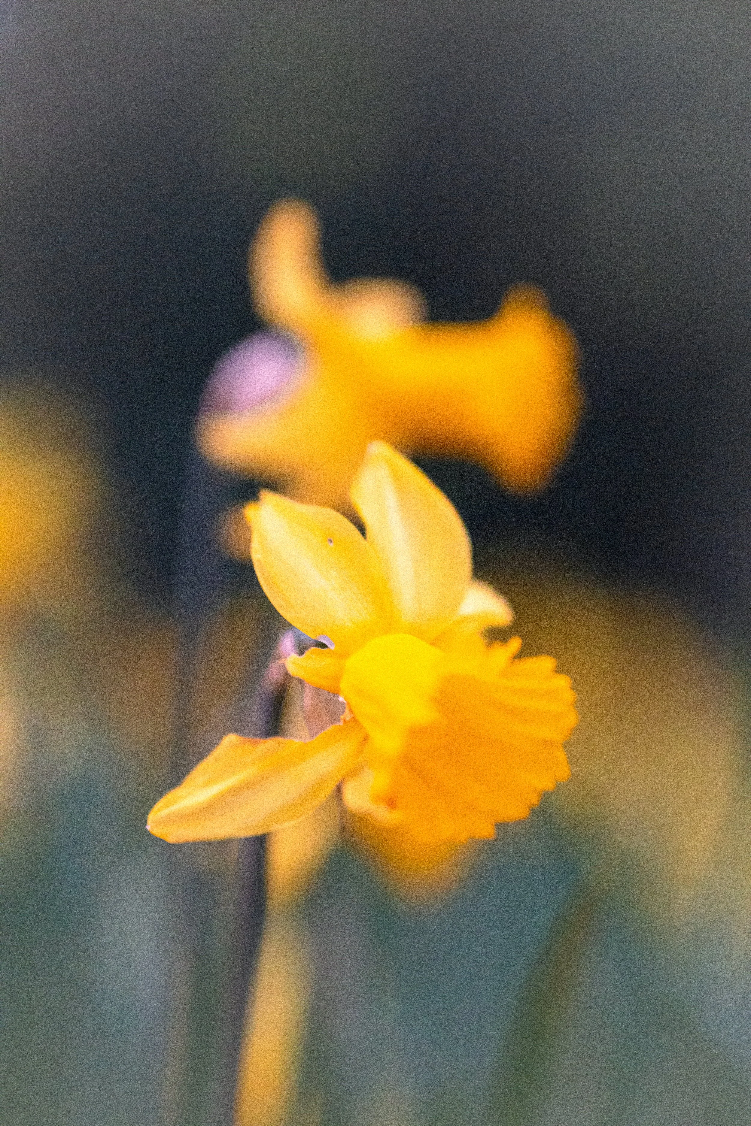 _DSC2749.jpeg