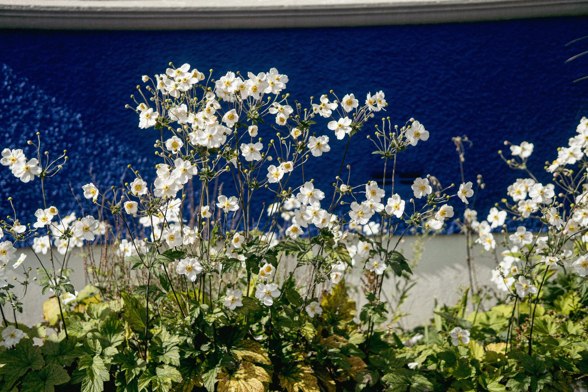 _DSC6375.jpeg