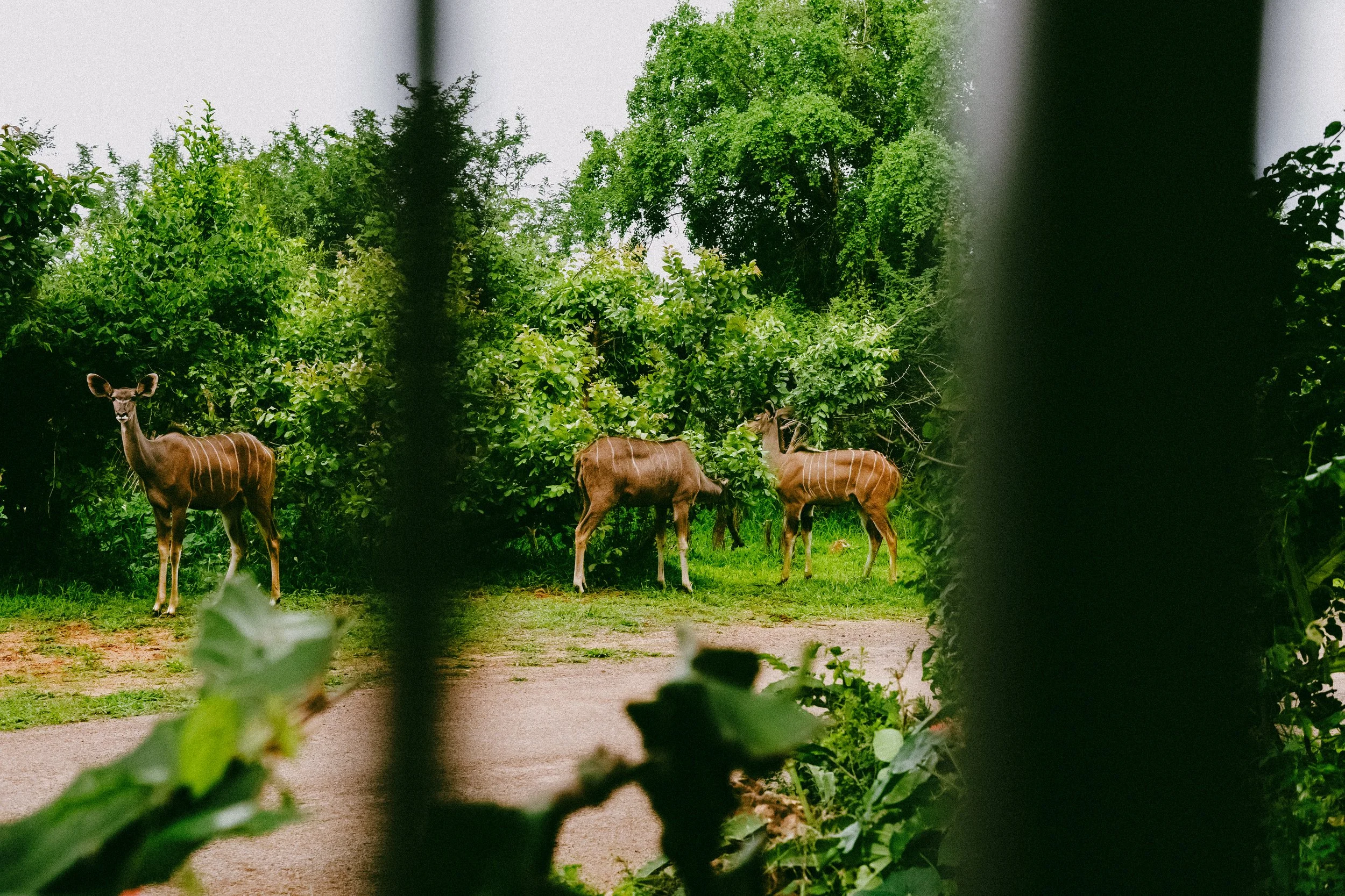 _DSC7803.jpeg