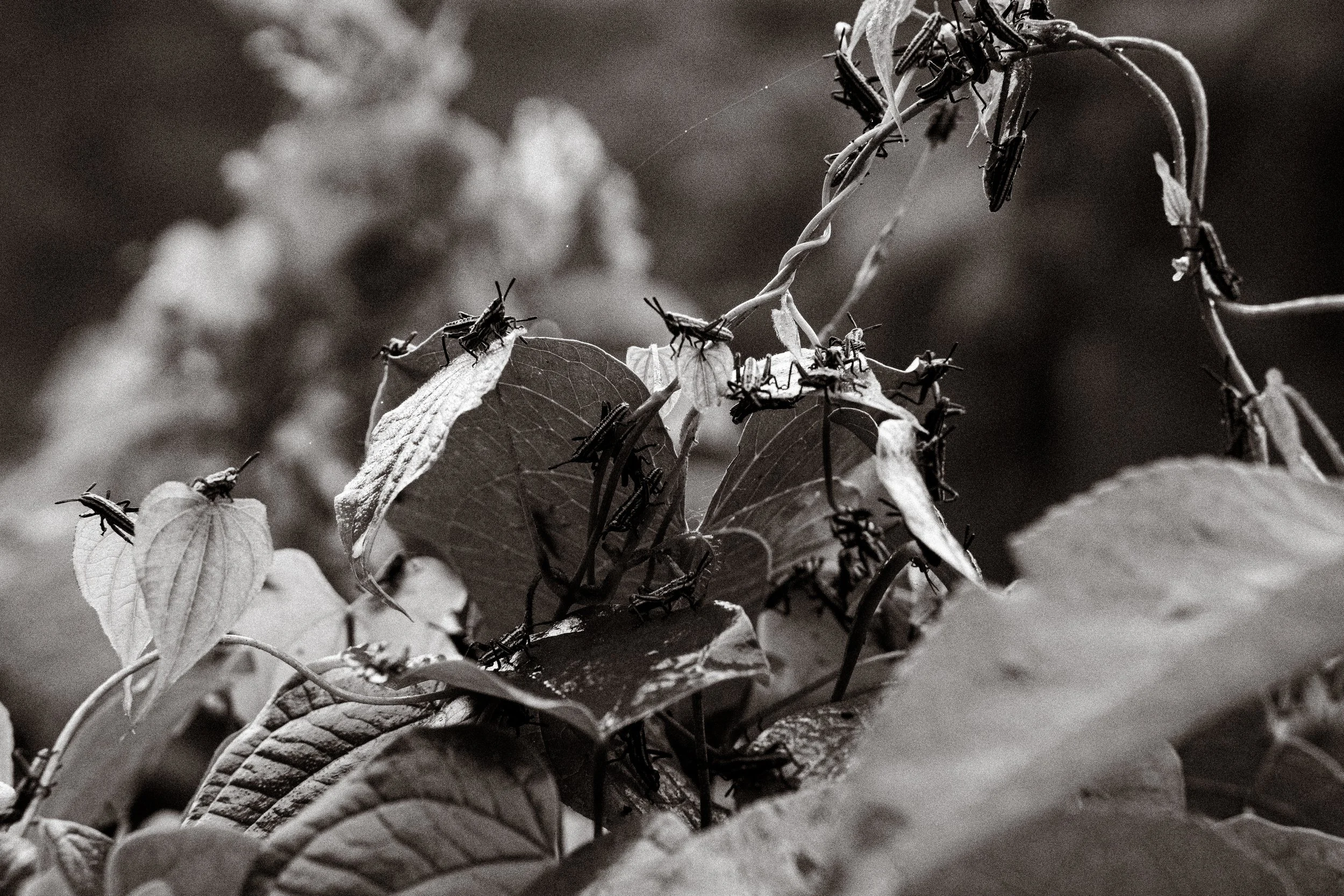 _DSC7780.jpeg