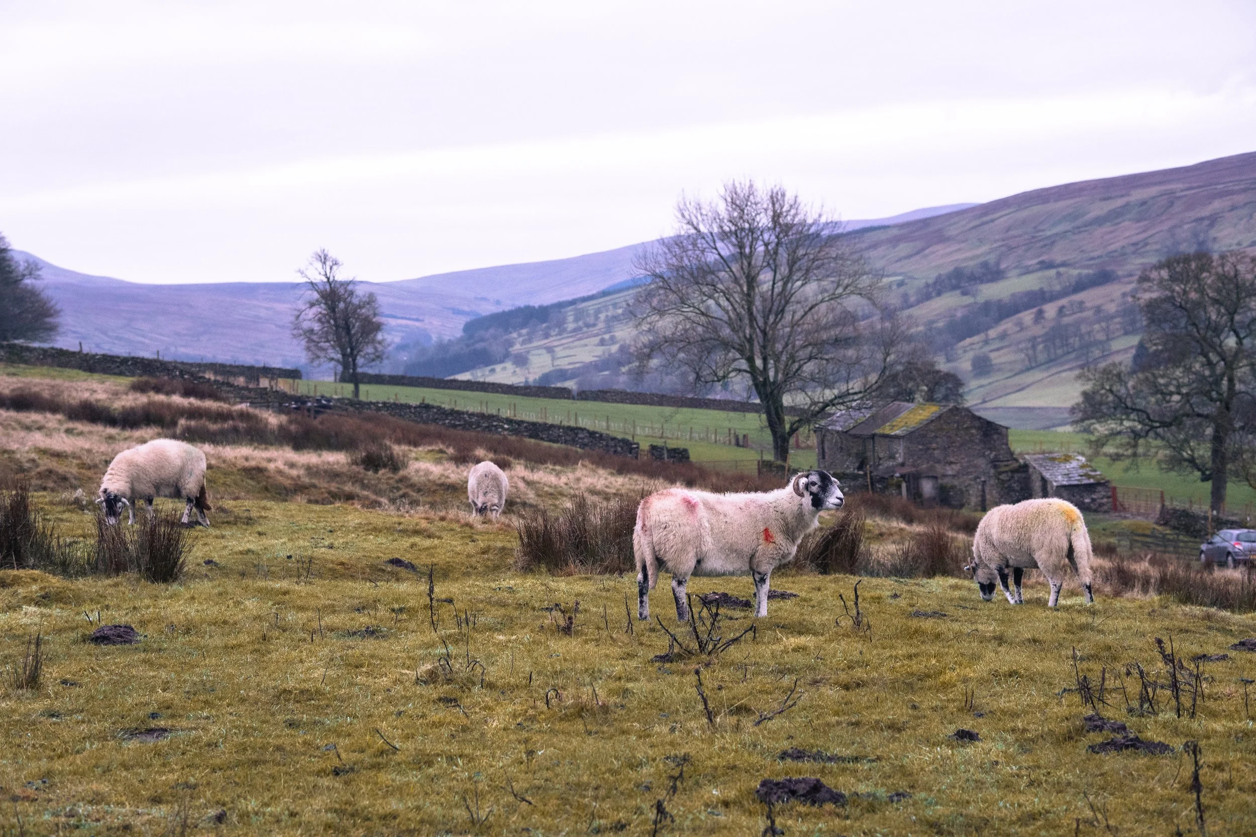 _DSC7611.jpeg