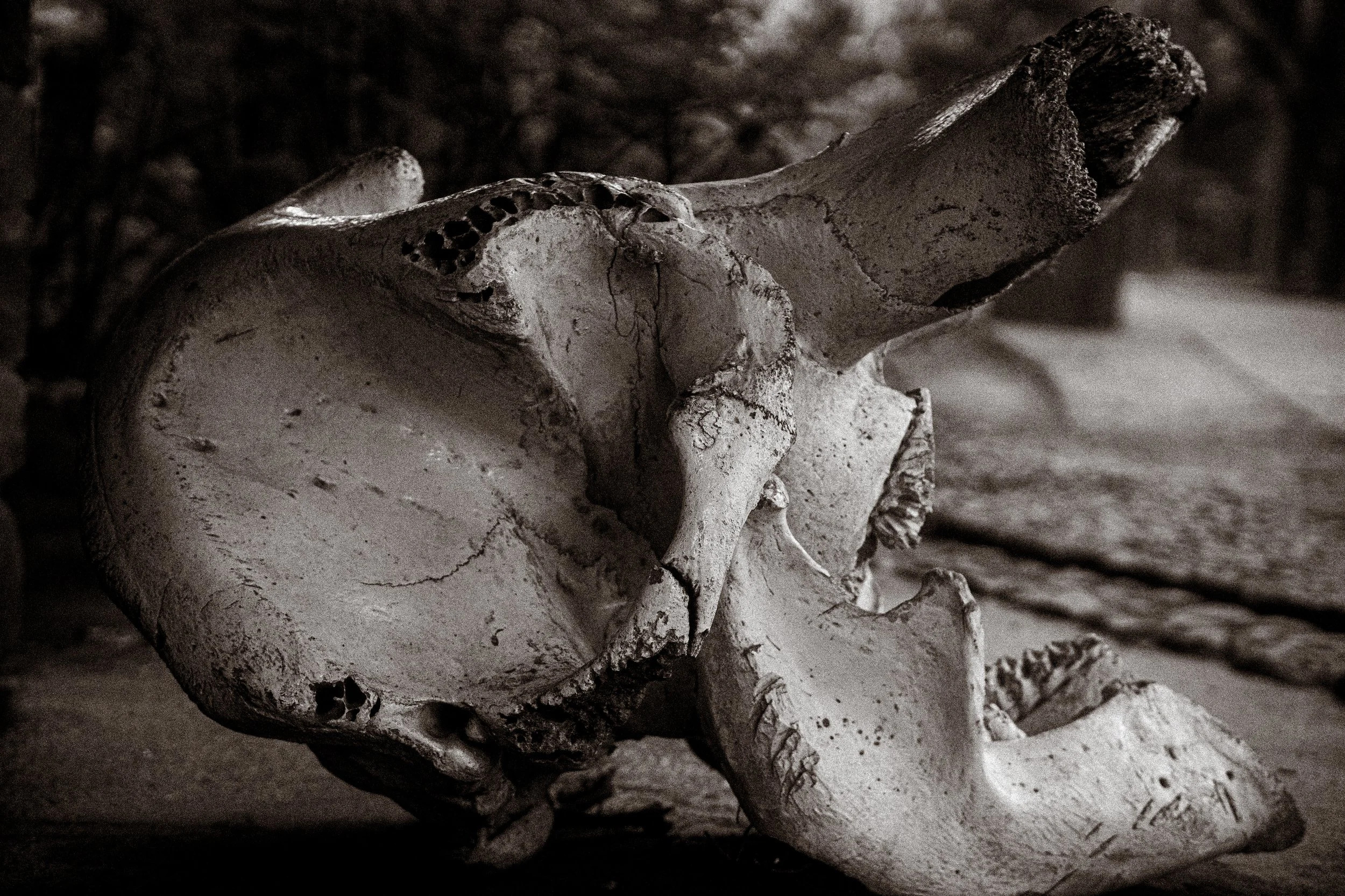 _DSC7690.jpeg