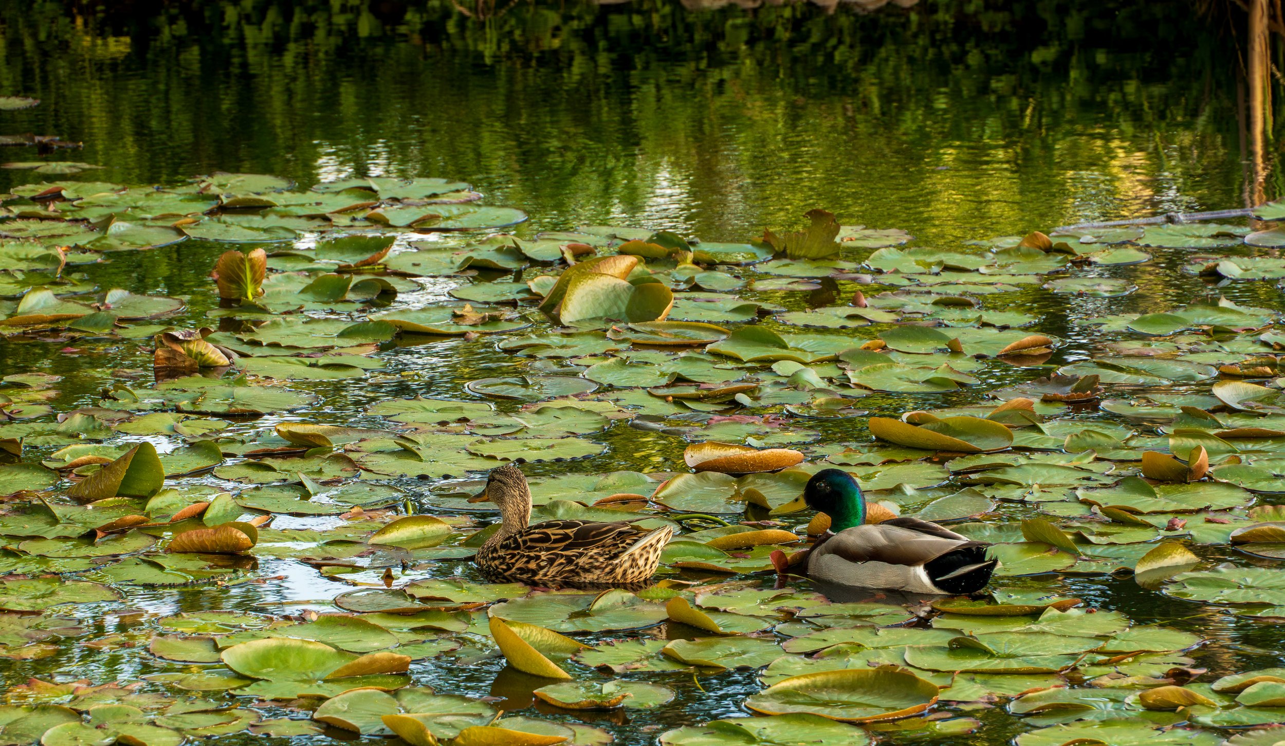 Lilly bellied ducks.jpg