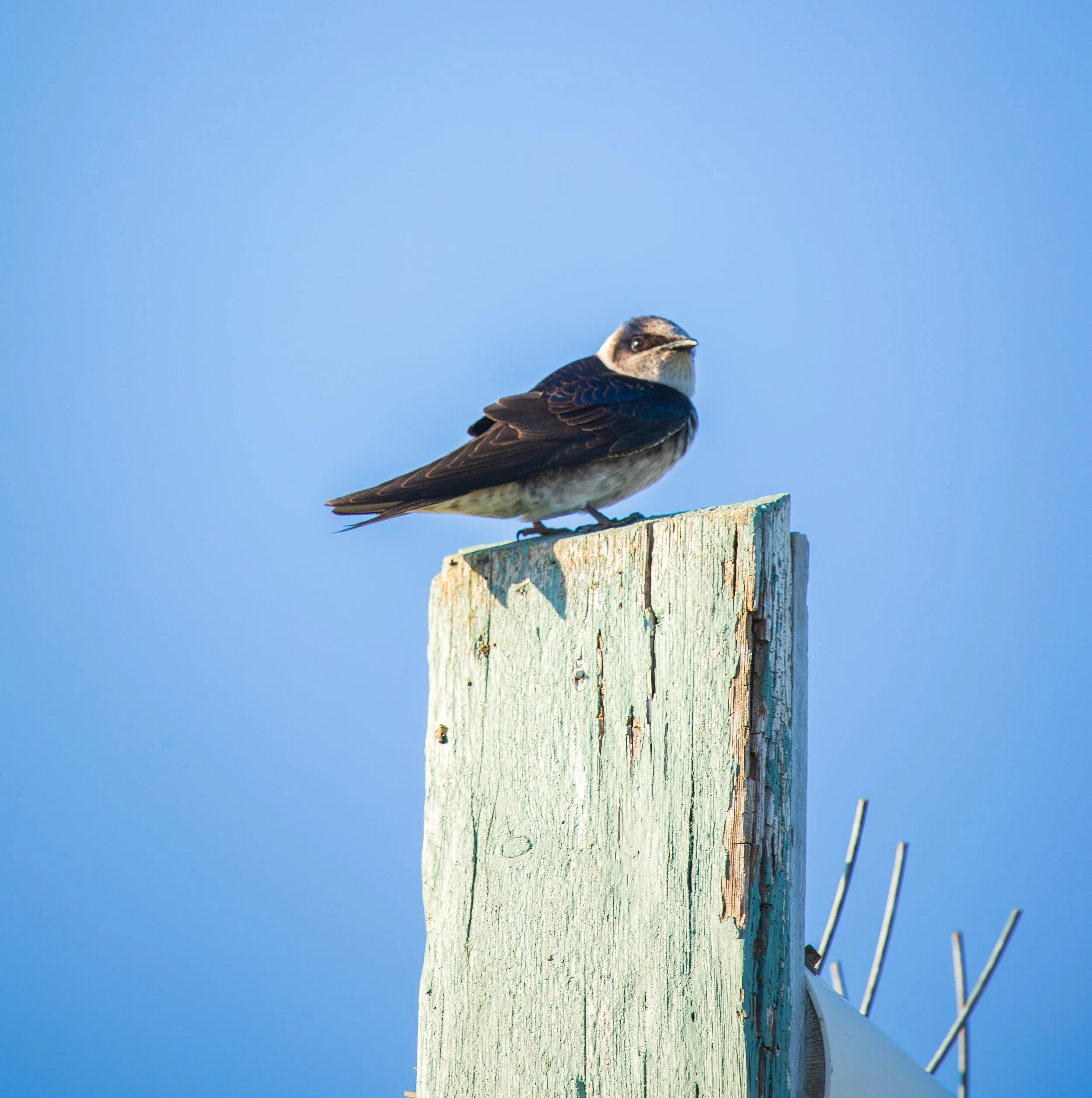 Birding & Wildlife