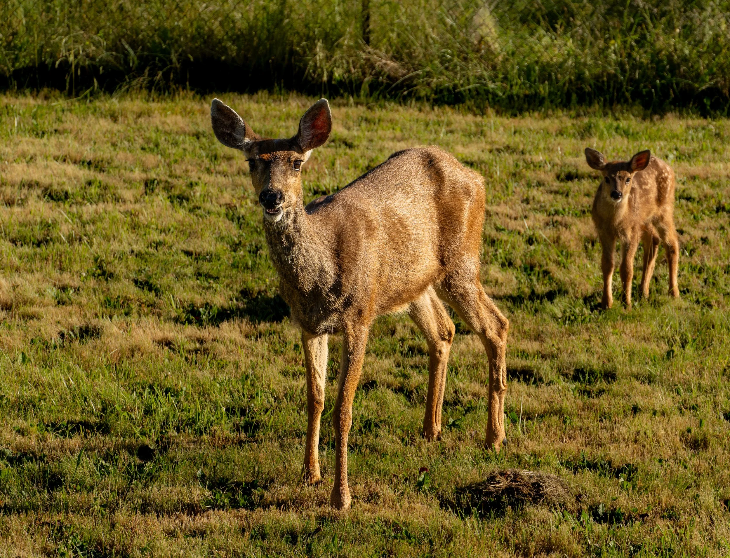 Oh Deer.jpg
