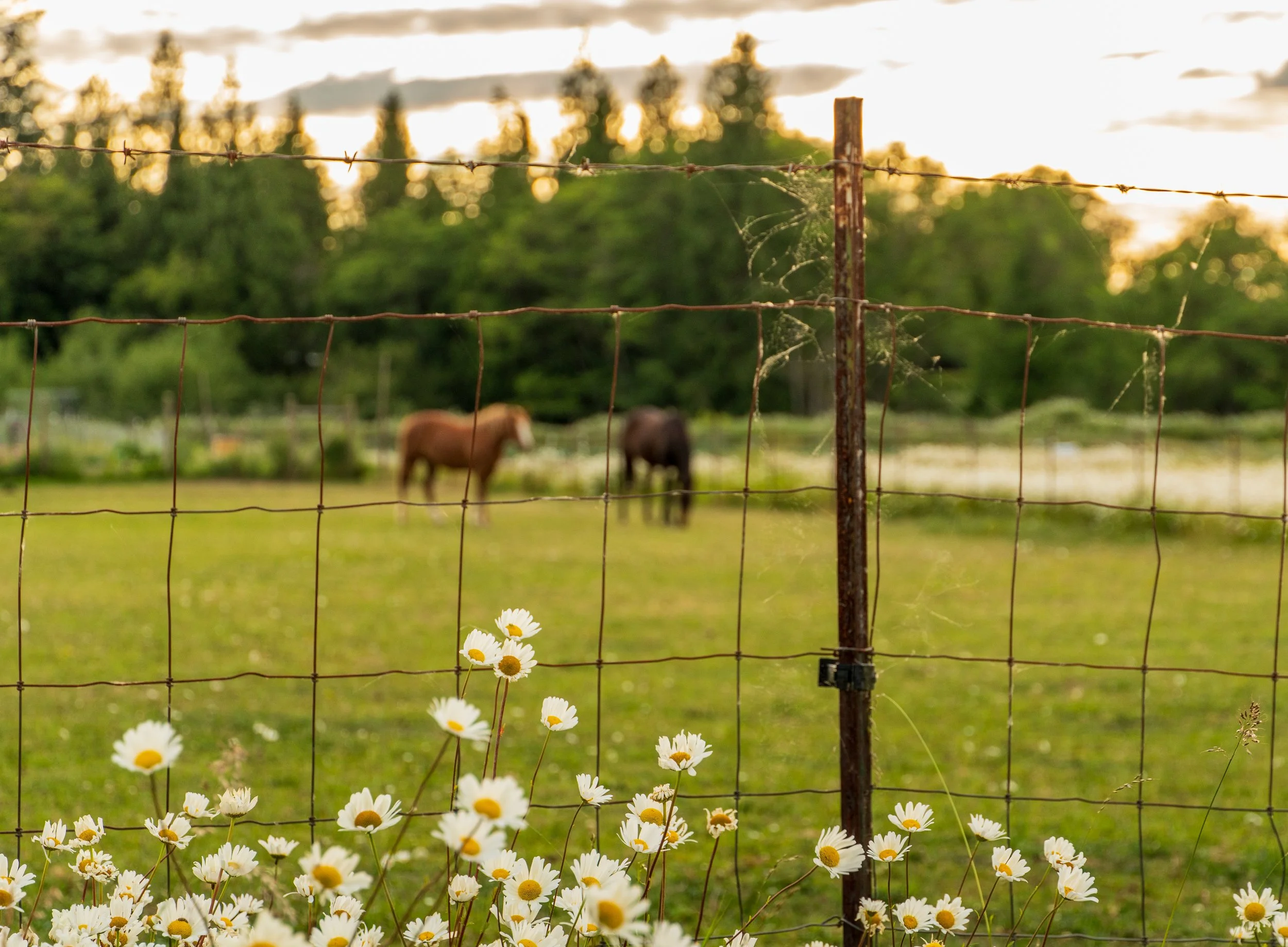 perfectly pleasant pasture.jpg