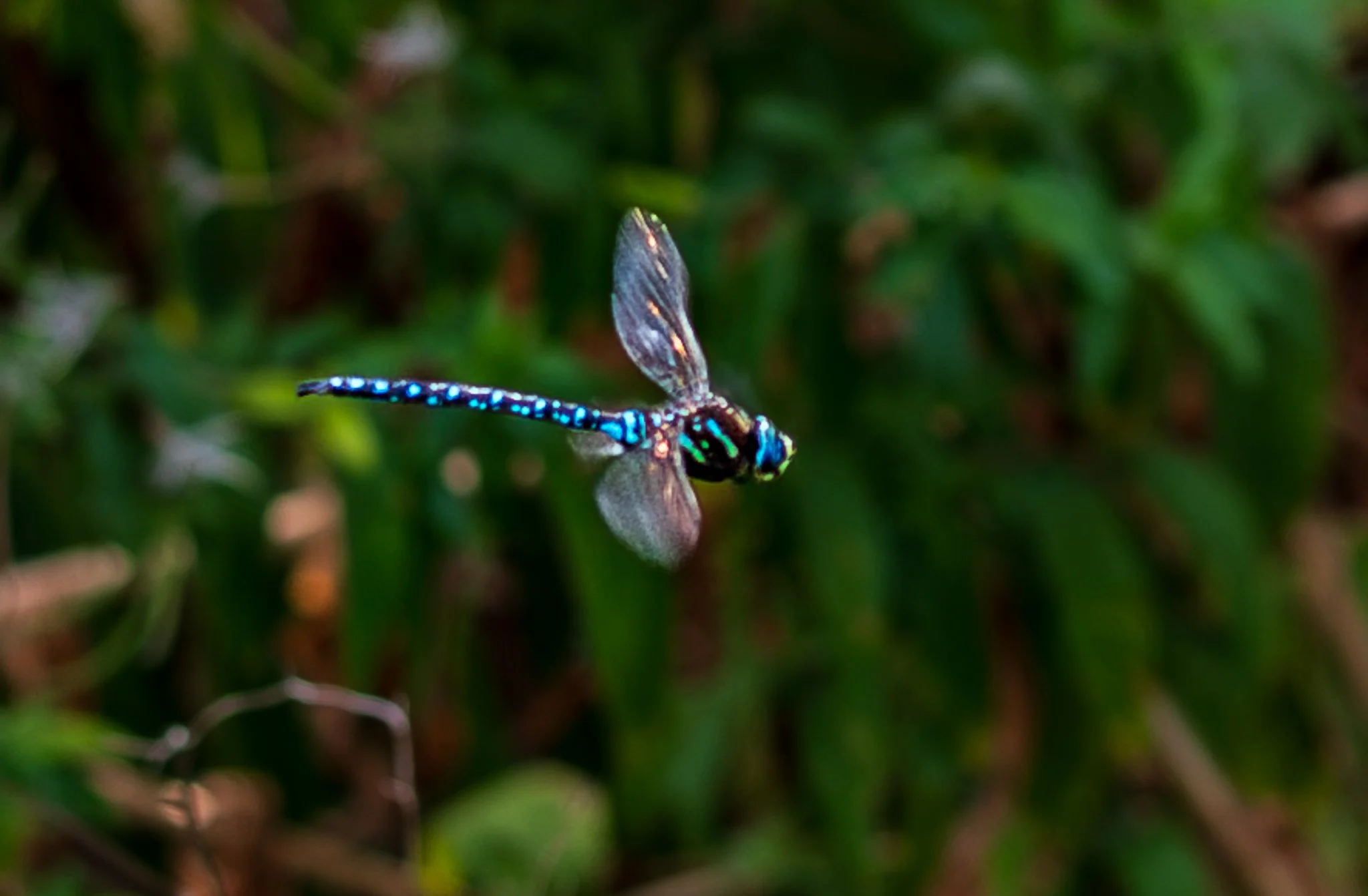 Darner in Fligh.jpg