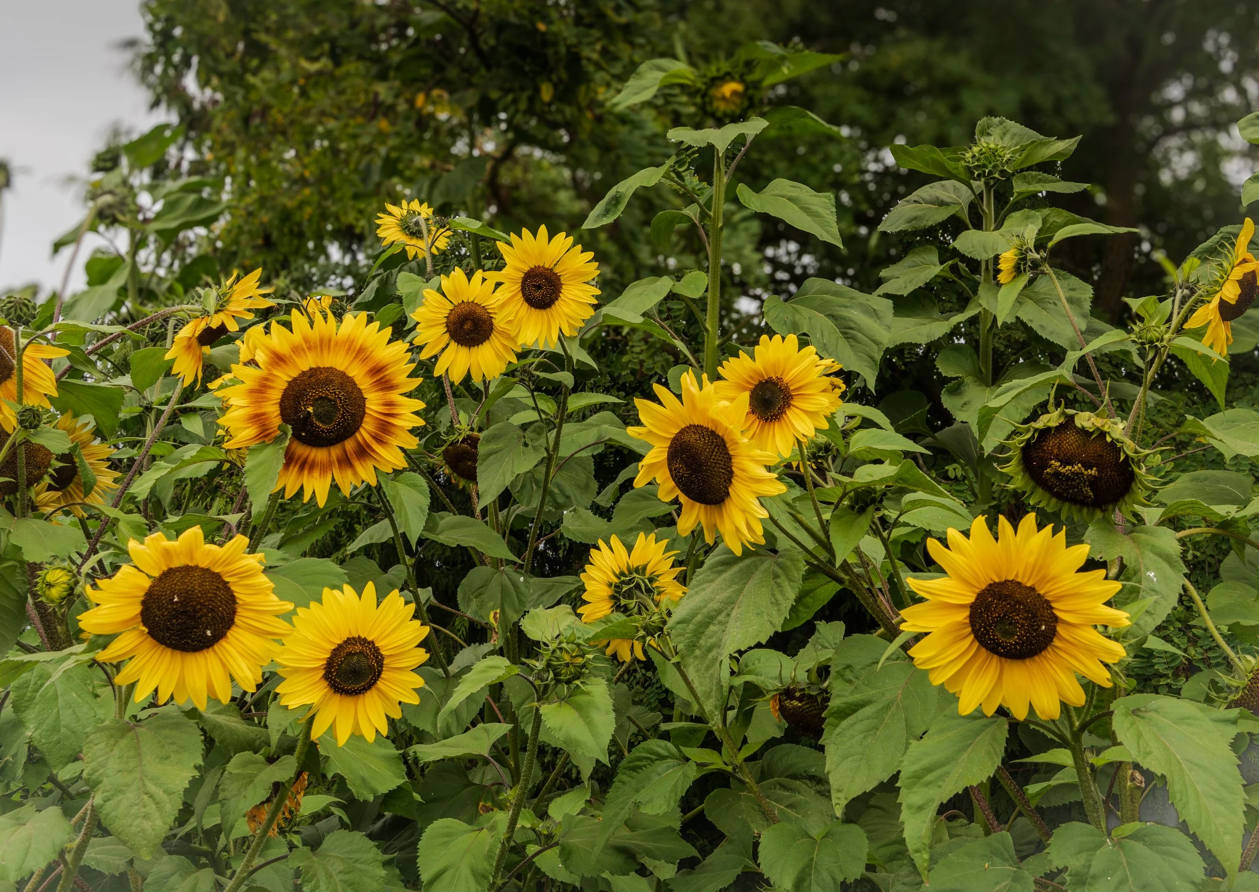 Sunflowers.jpg