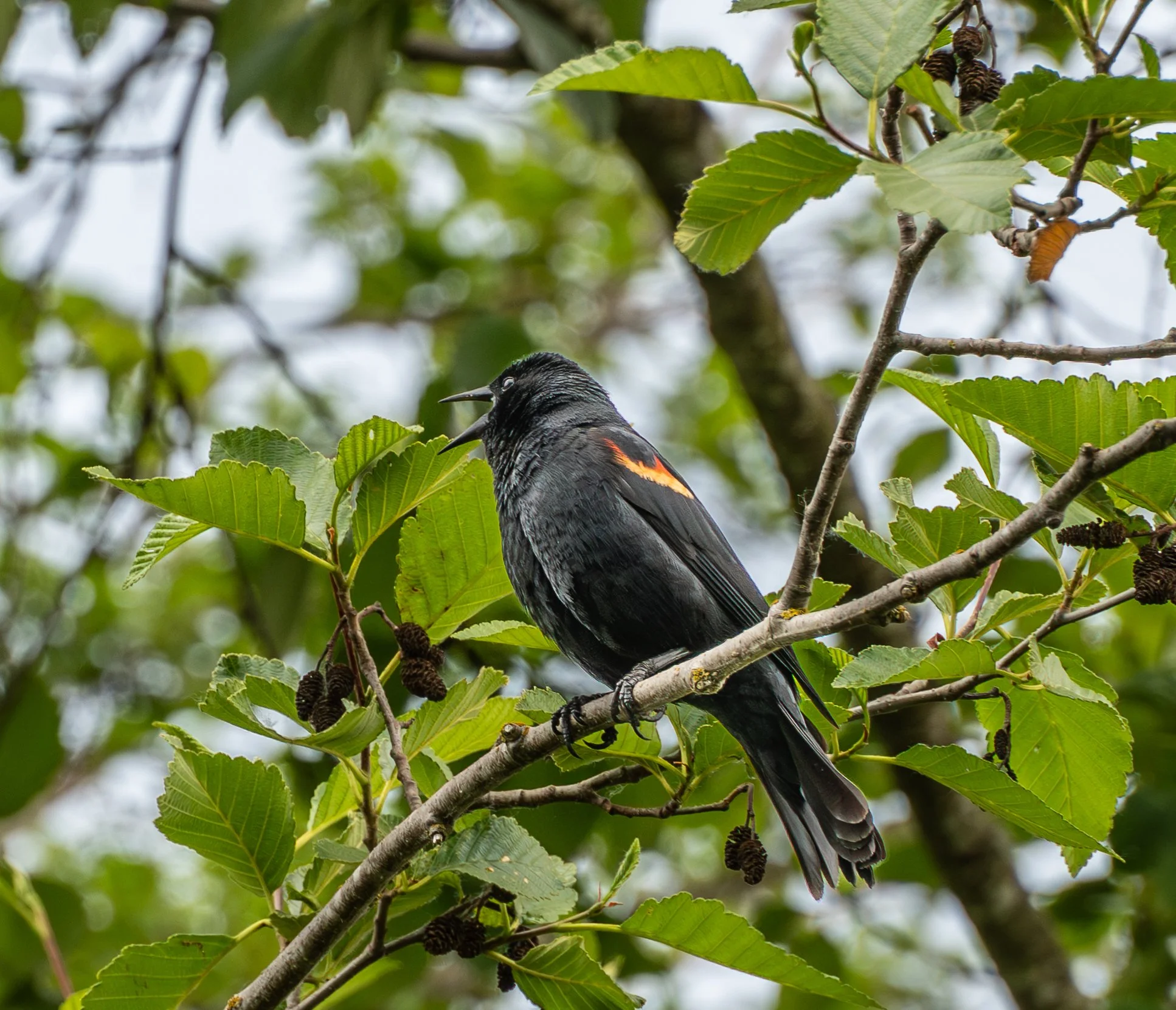 Redwing Blackbird.jpg