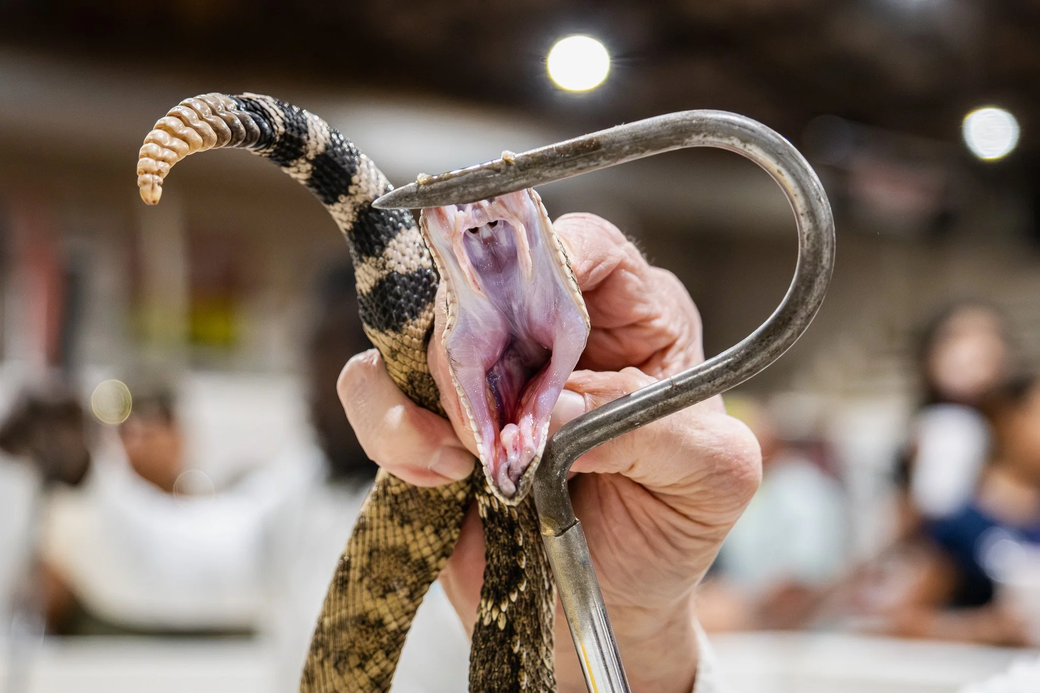 A person holding a rattlesnake with the snake's mouth open and body wrapped around the person's hand.