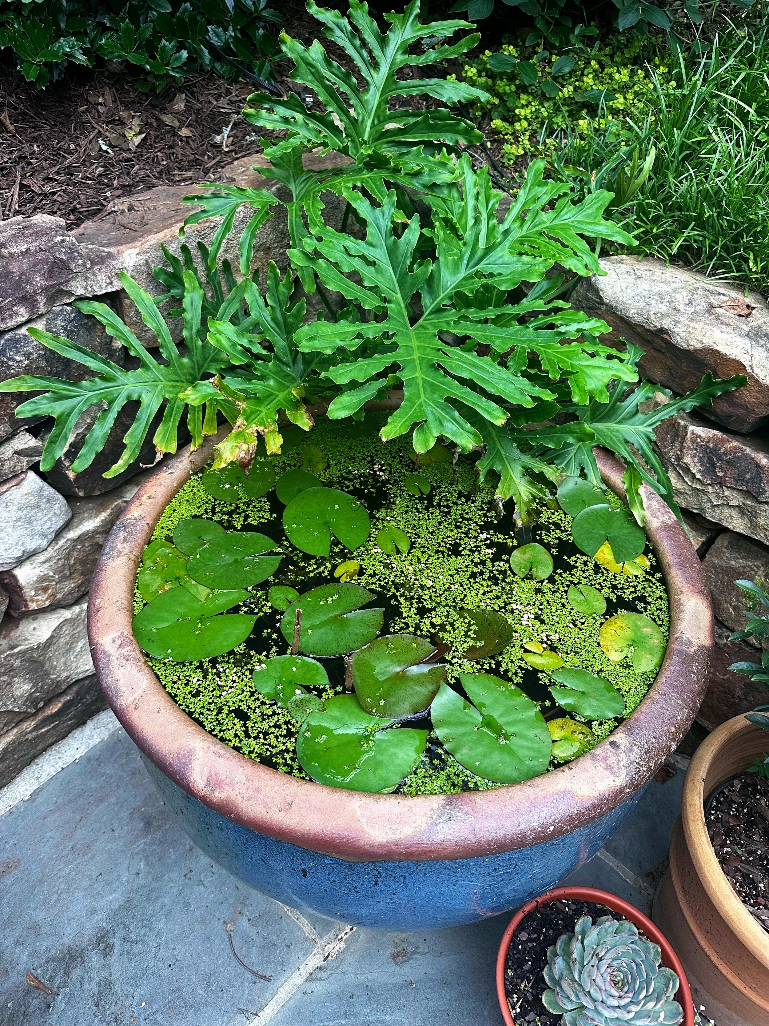 WaterBowl.jpg