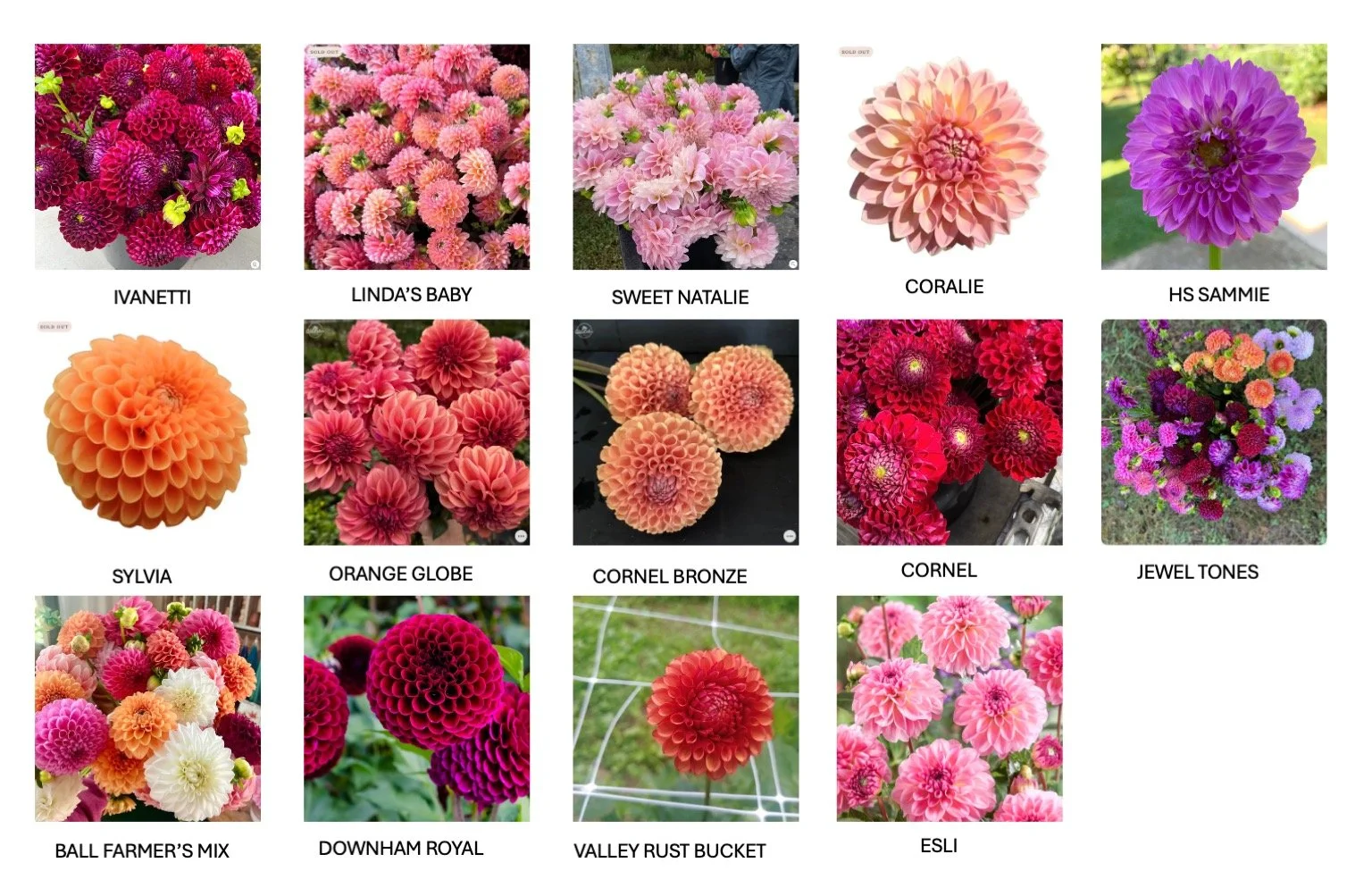 Dahlia.jpeg