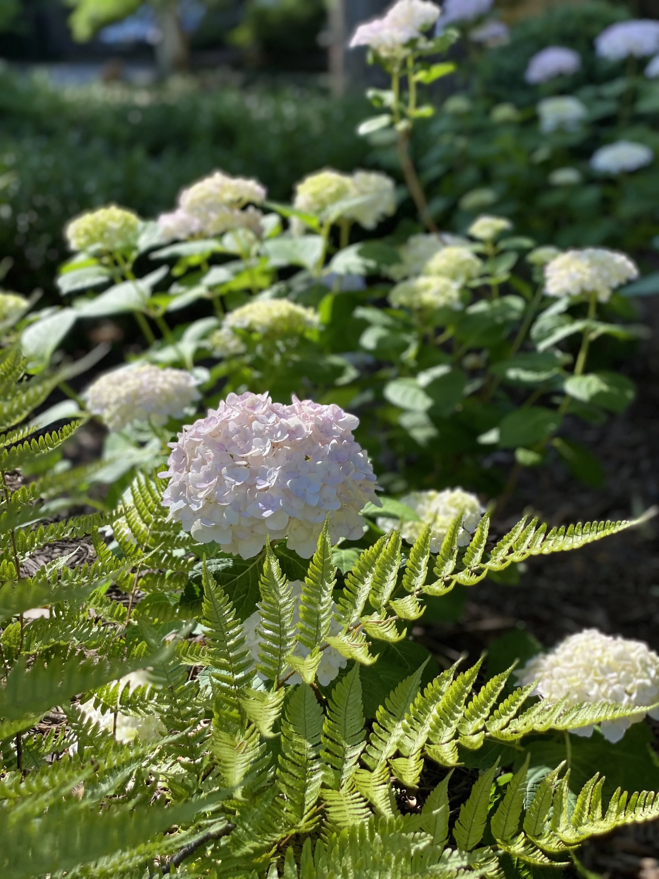 IMG_4514.jpeg
