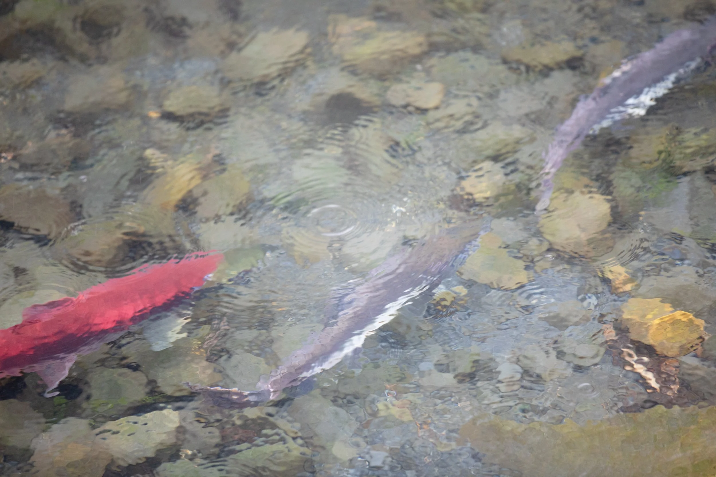 Beneath the Ripples