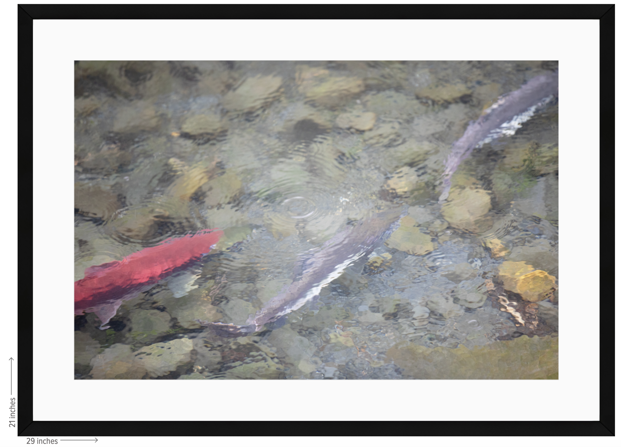 salmon black frame with mat.png