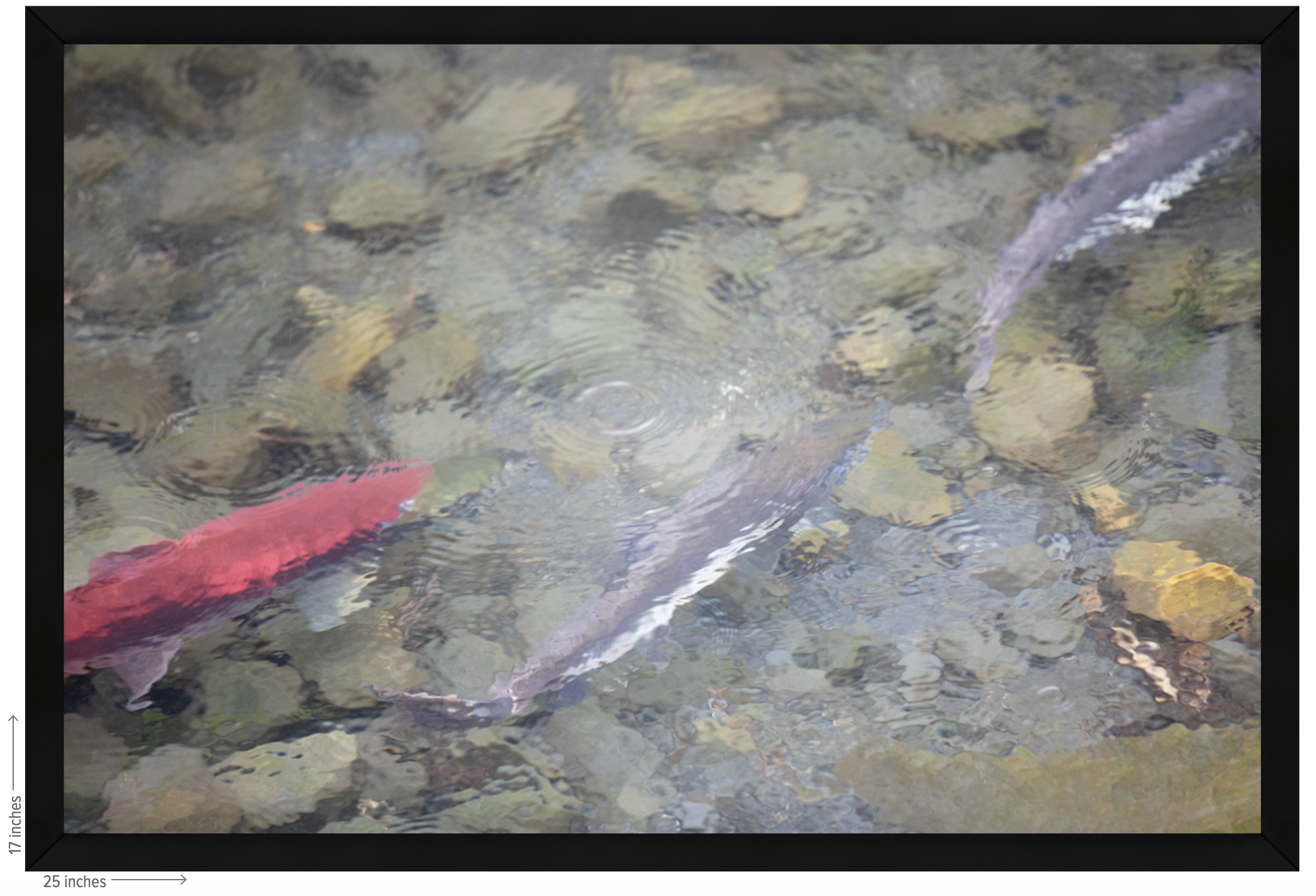 salmon black frame.png