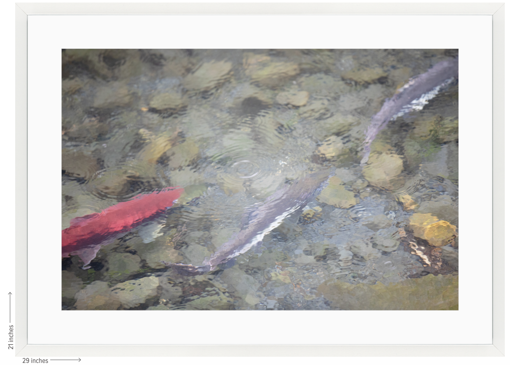 salmon white frame with mat.png
