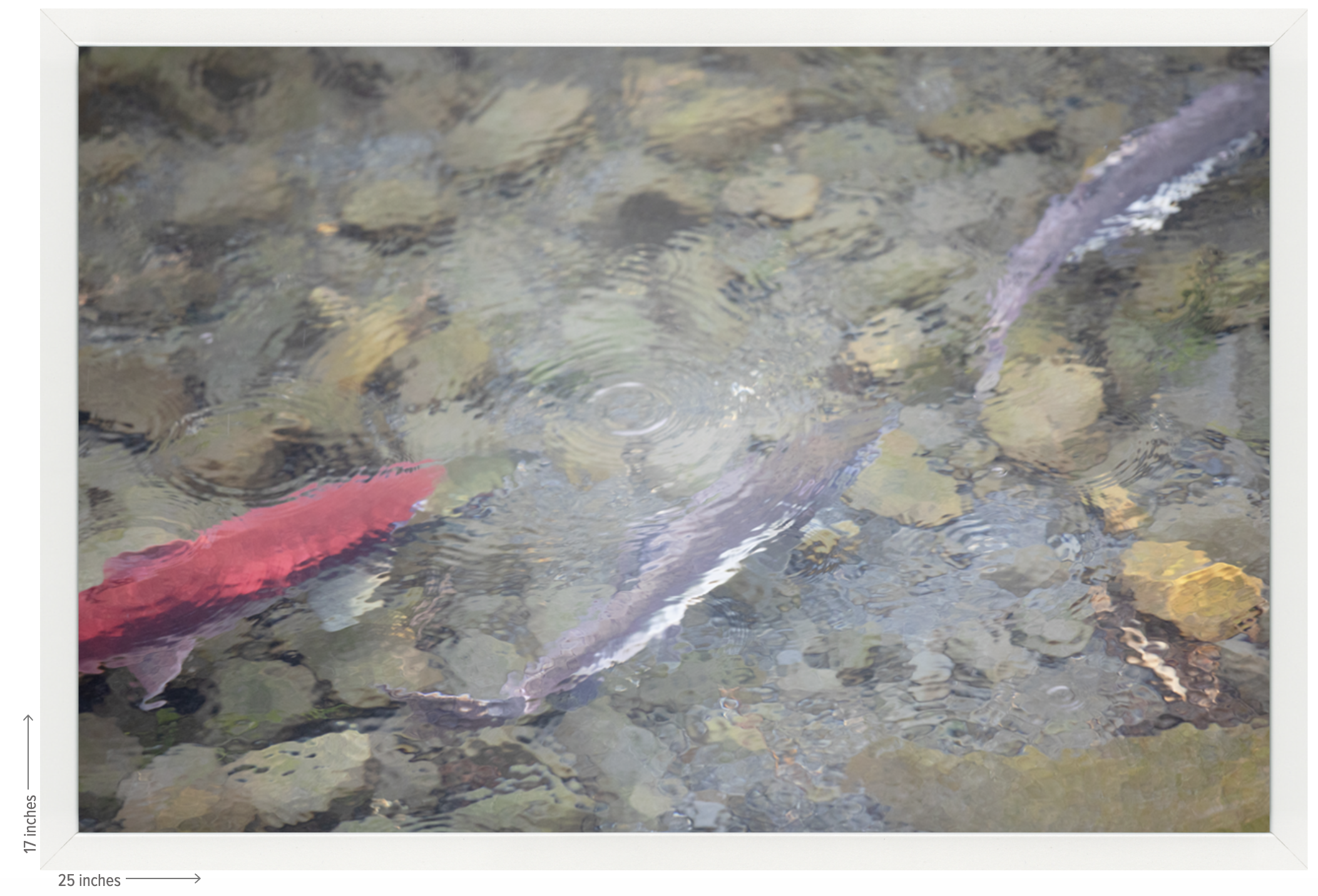 salmon white frame.png