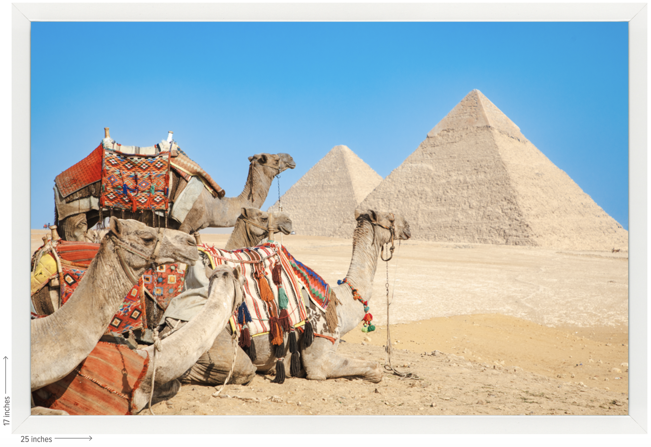 egypt camel white frame.png