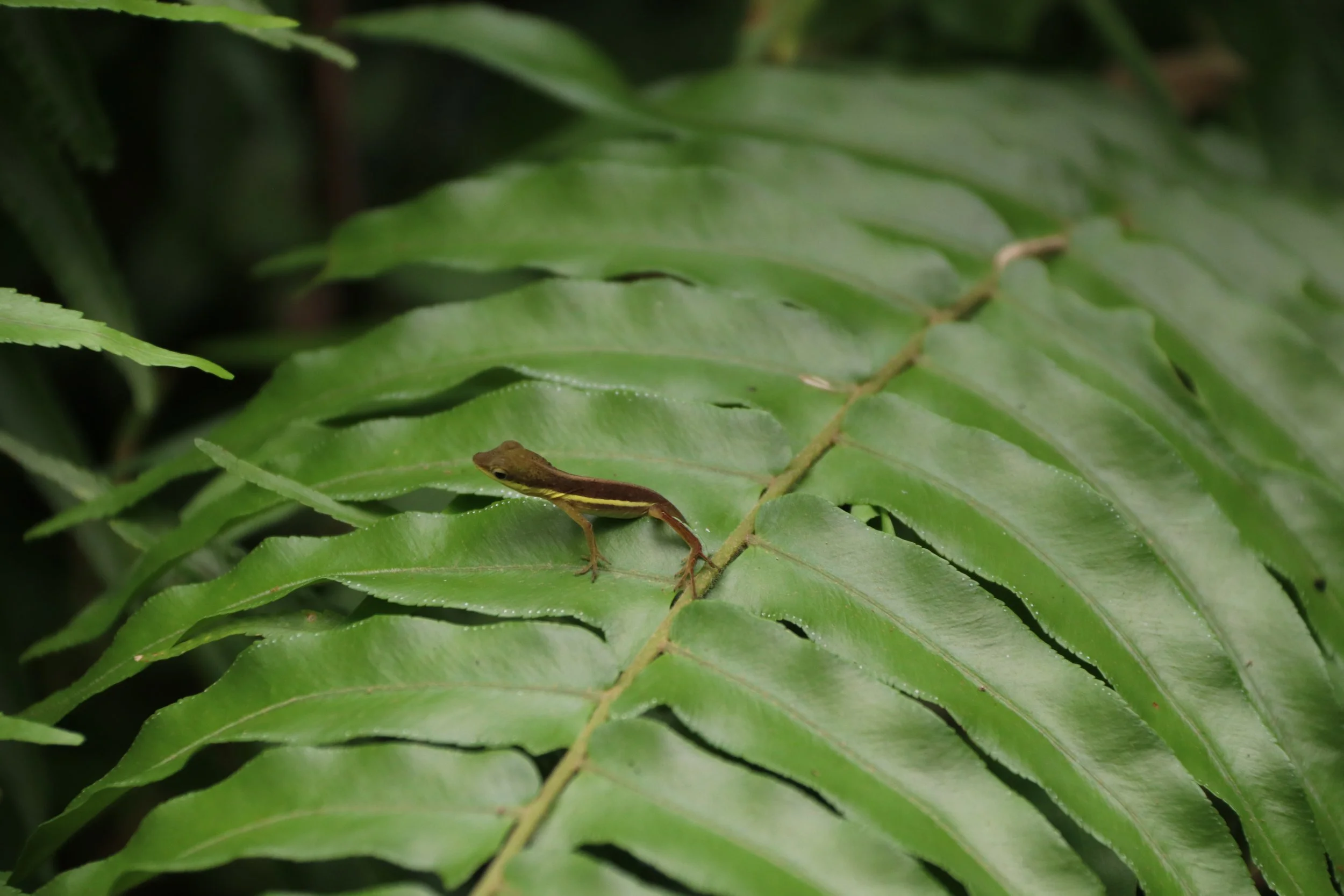 A small brown lizard with yellow stripes on its sides walking on green fern leaves in a lush jungle.