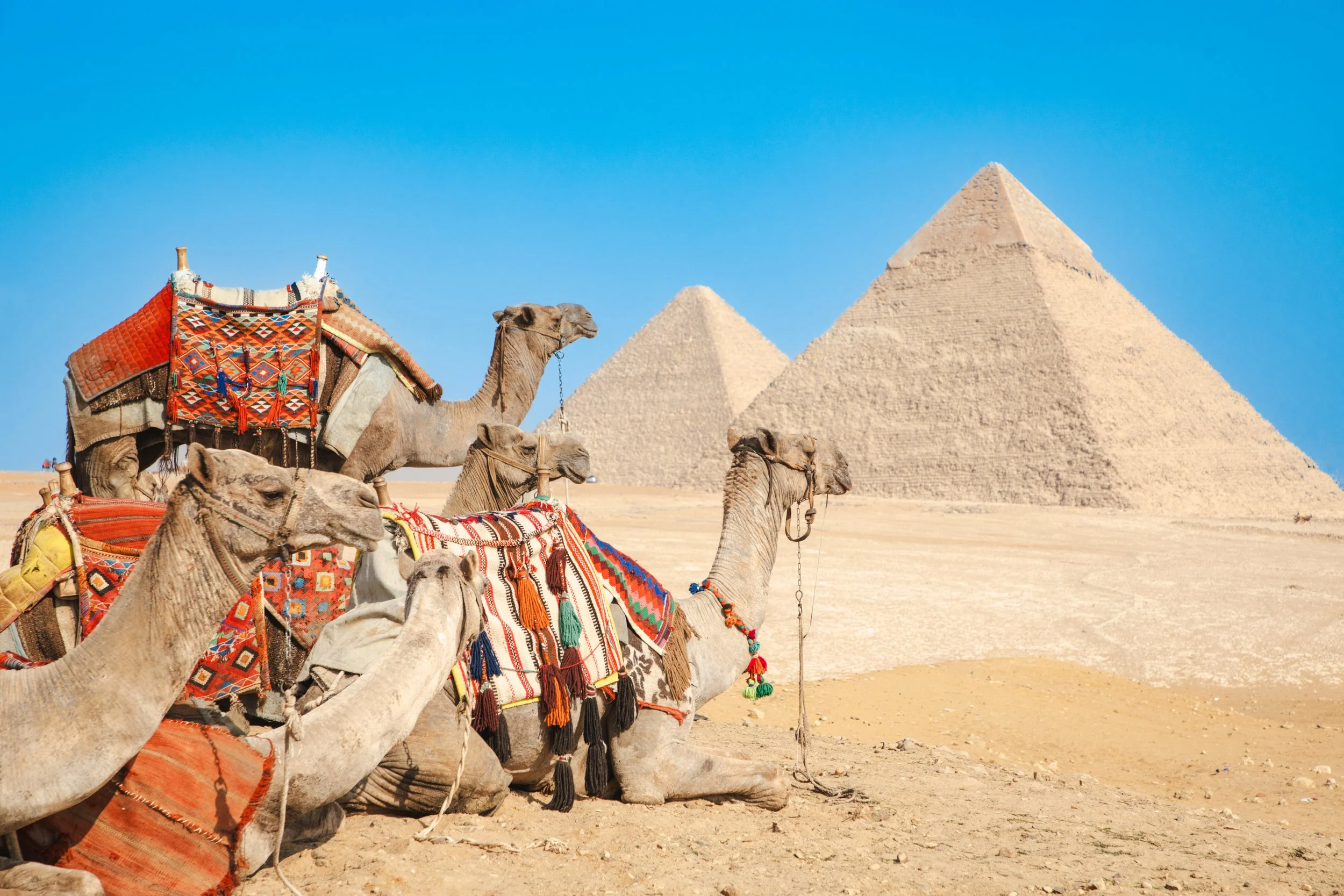 Camels with colorful saddles and decorations in front of pyramids in a sandy desert under a clear blue sky.