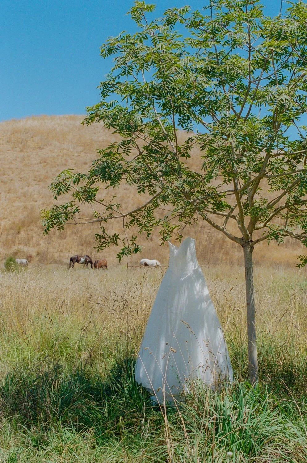 LOS-ALAMOS-CALIFORNIA-WEDDING-PHOTOGRAPHER.JPG-87.jpg